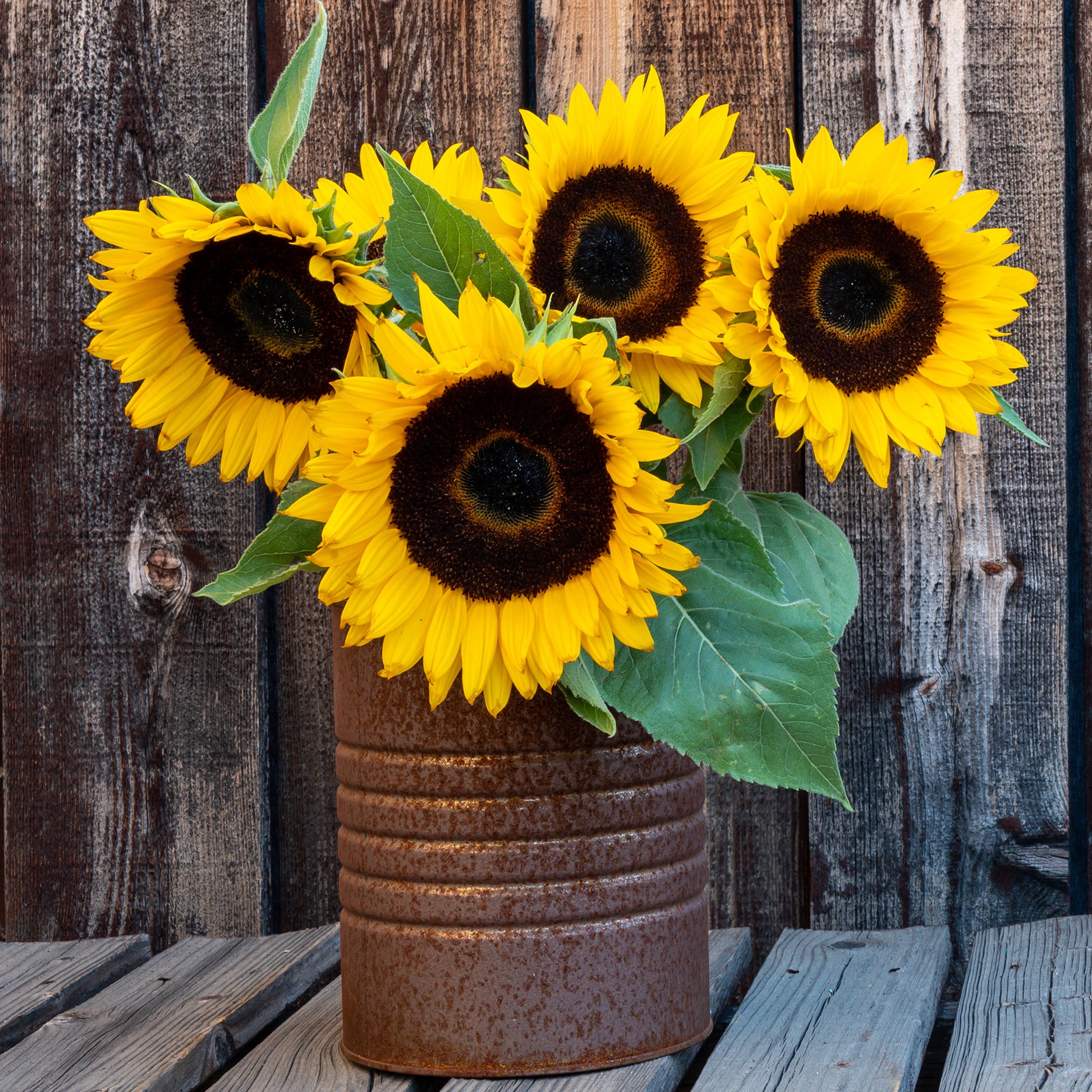 Sonnenblume 'Sunspot' - Helianthus annuus Sunspot - Bakker