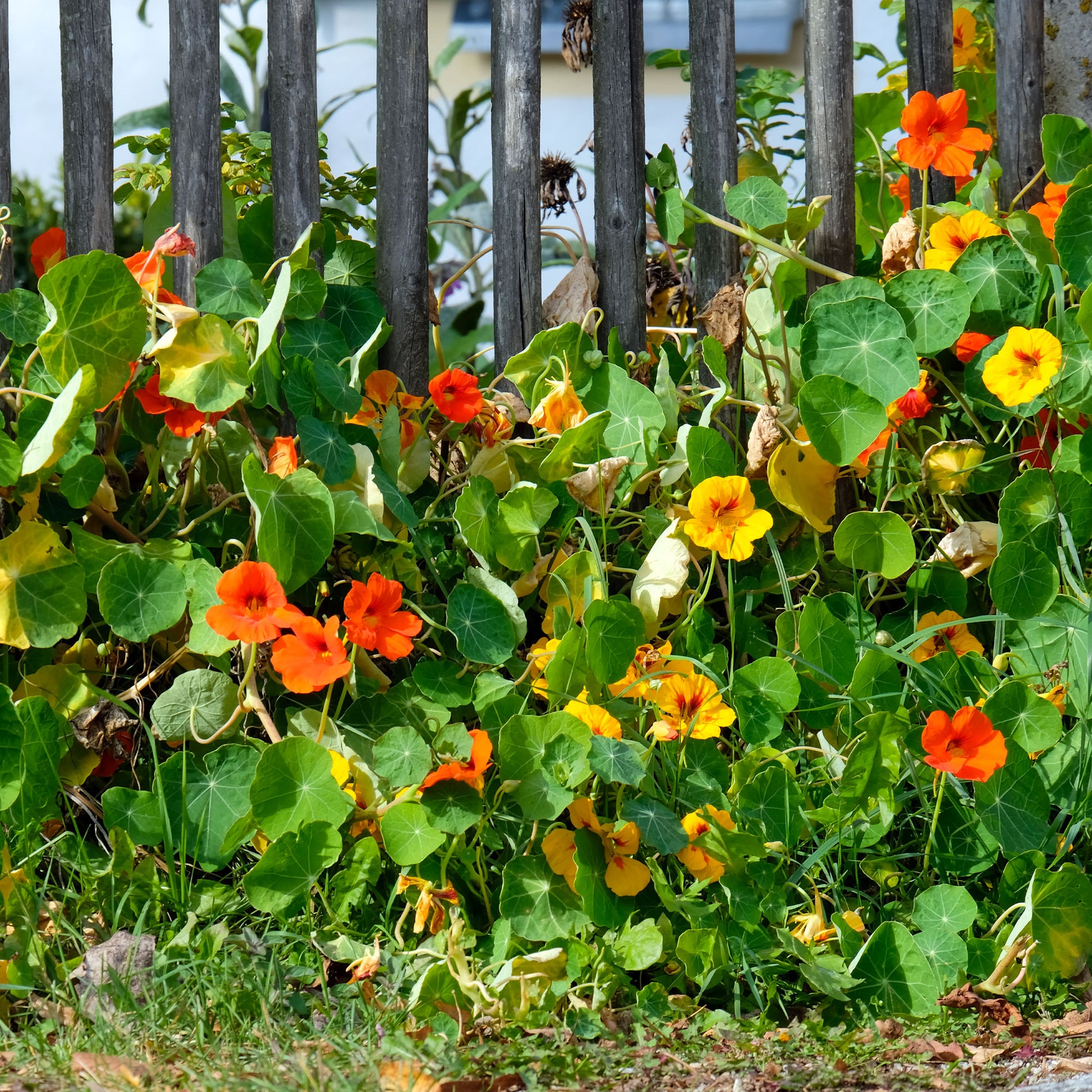 Tropaeolum majus - Große Kapuzinerkresse - Samen für einjährige Blumen