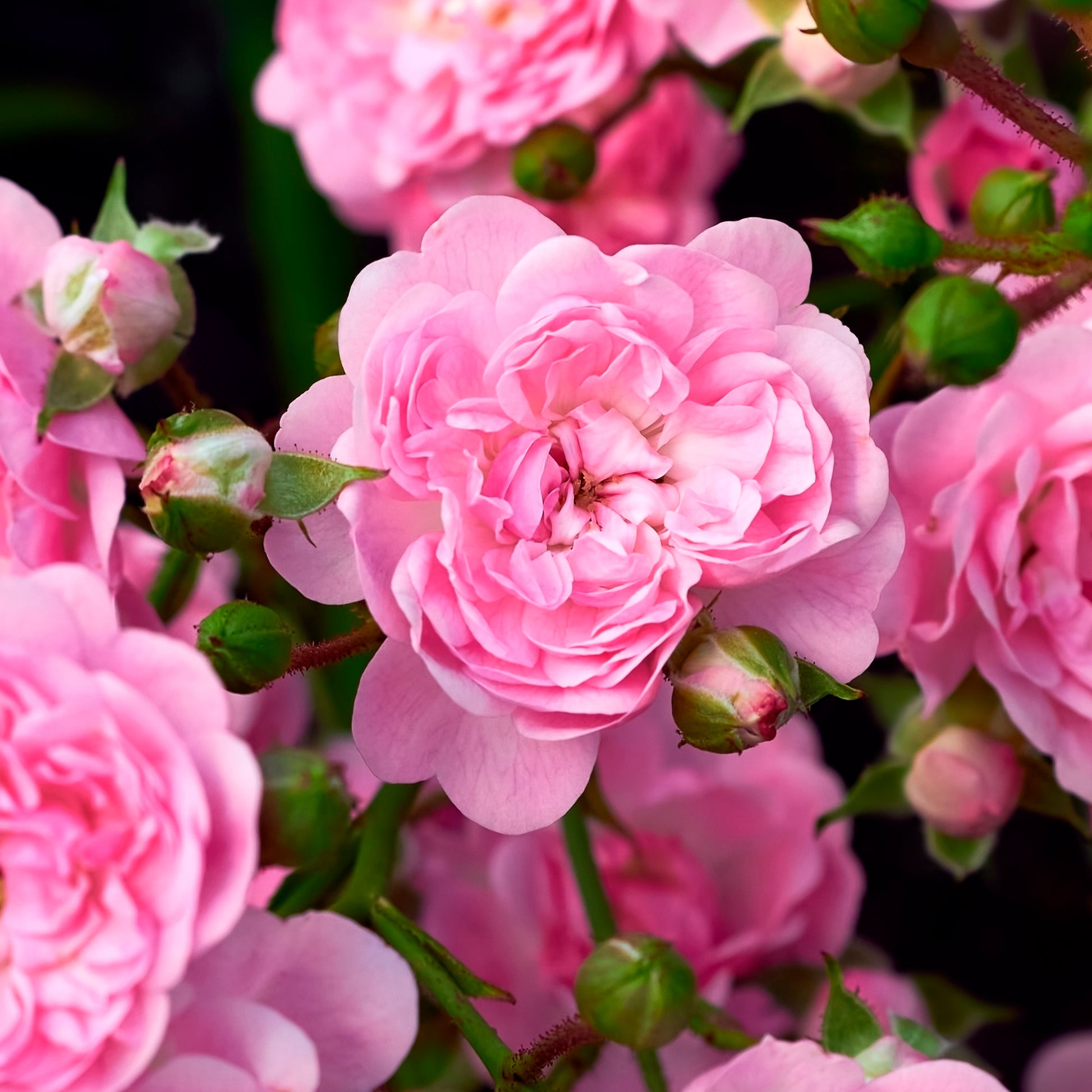 Bodendeckerrosen - Rose Rosa 'The Fairy'® - Rosa polyantha 'The Fairy'