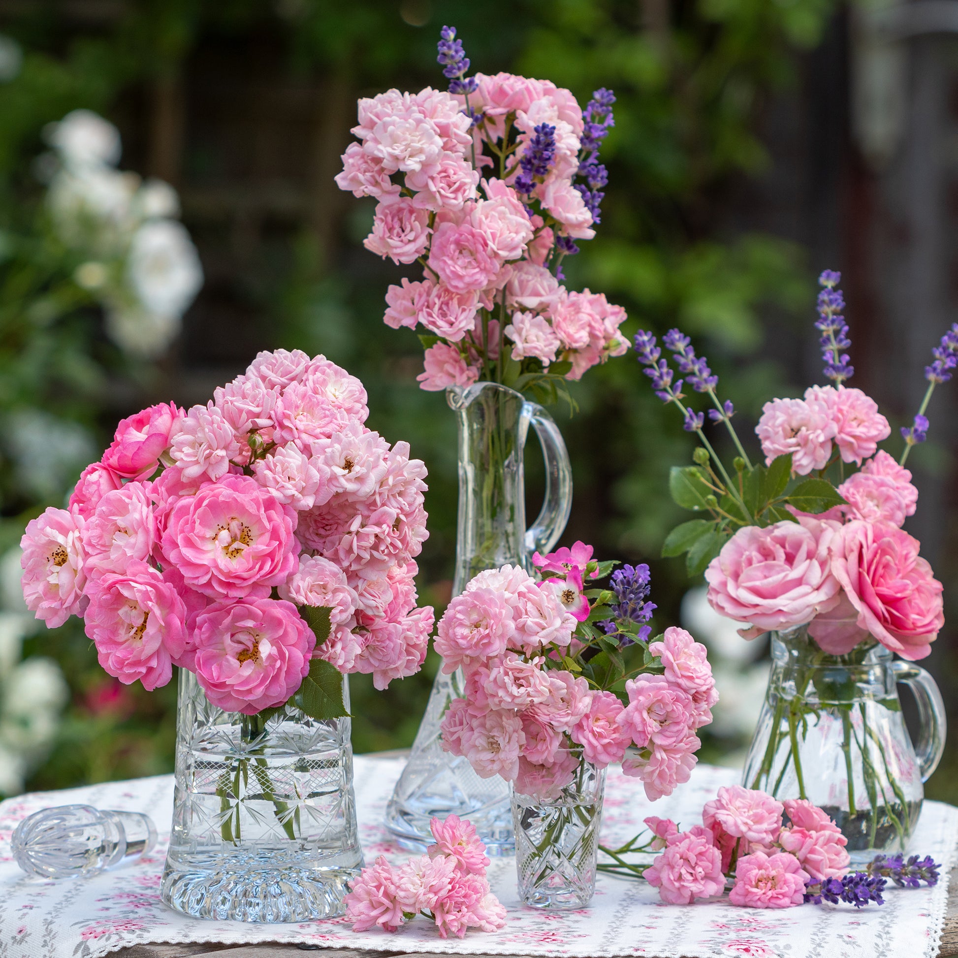 Verkauf Bodendeckerrosen - Rose Rosa 'The Fairy'®