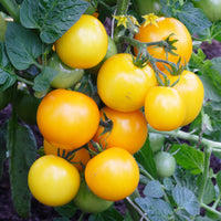 Samen für Tomaten - Gelbe Cherrytomate ‚Raisin‘ - Solanum lycopersicum cocktail raisins jaunes