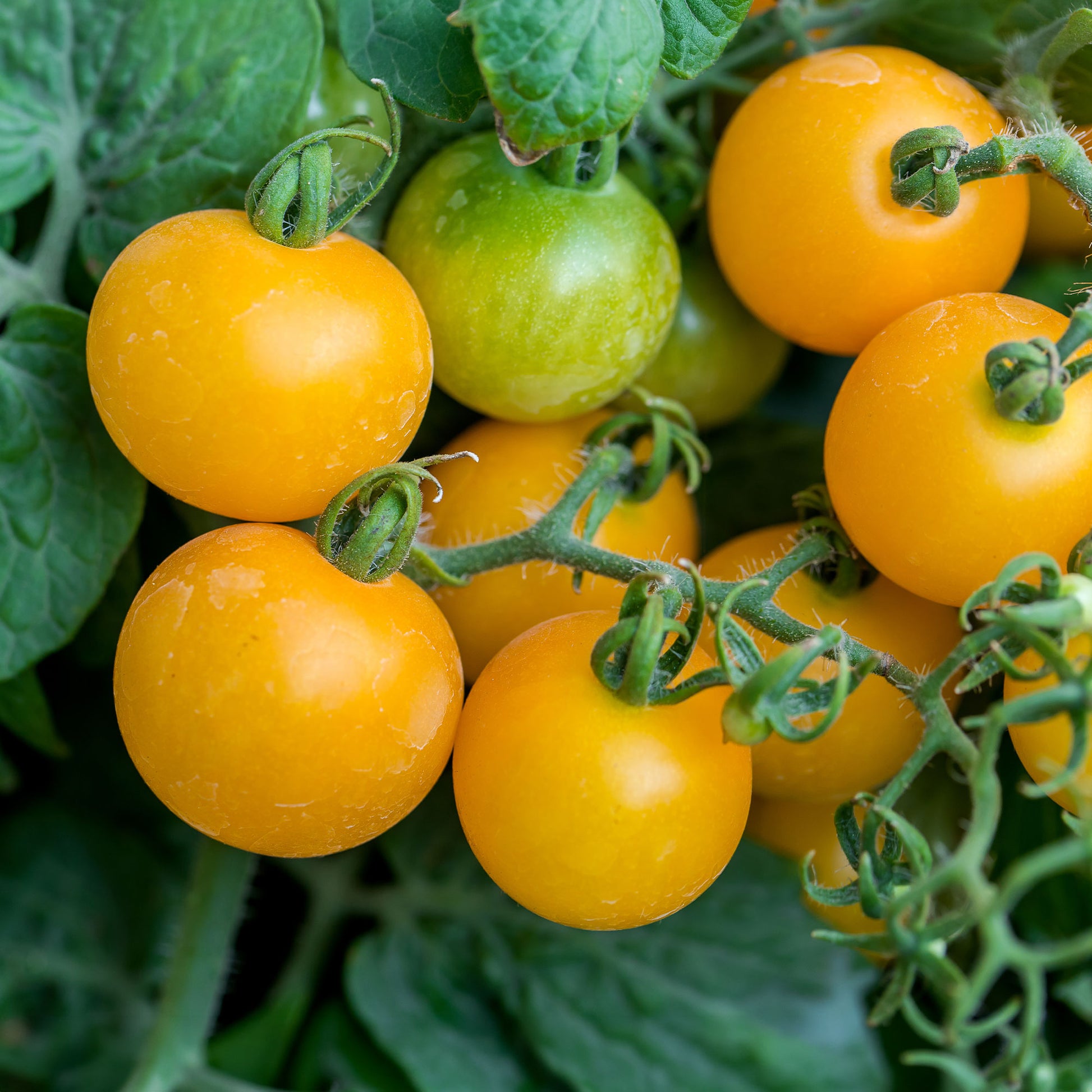 Gelbe Cherrytomate ‚Raisin‘ - Bakker