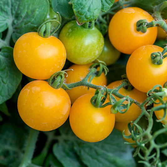 Gelbe Cherrytomate ‚Raisin‘ - Bakker