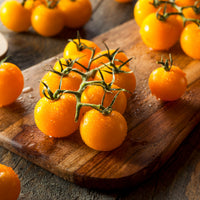 Gelbe Cherrytomate ‚Raisin‘ - Solanum lycopersicum cocktail raisins jaunes - Bakker