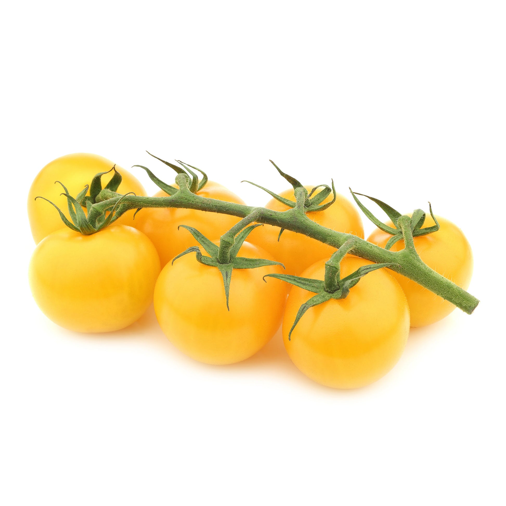 Solanum lycopersicum cocktail raisins jaunes - Gelbe Cherrytomate ‚Raisin‘ - Samen für Tomaten