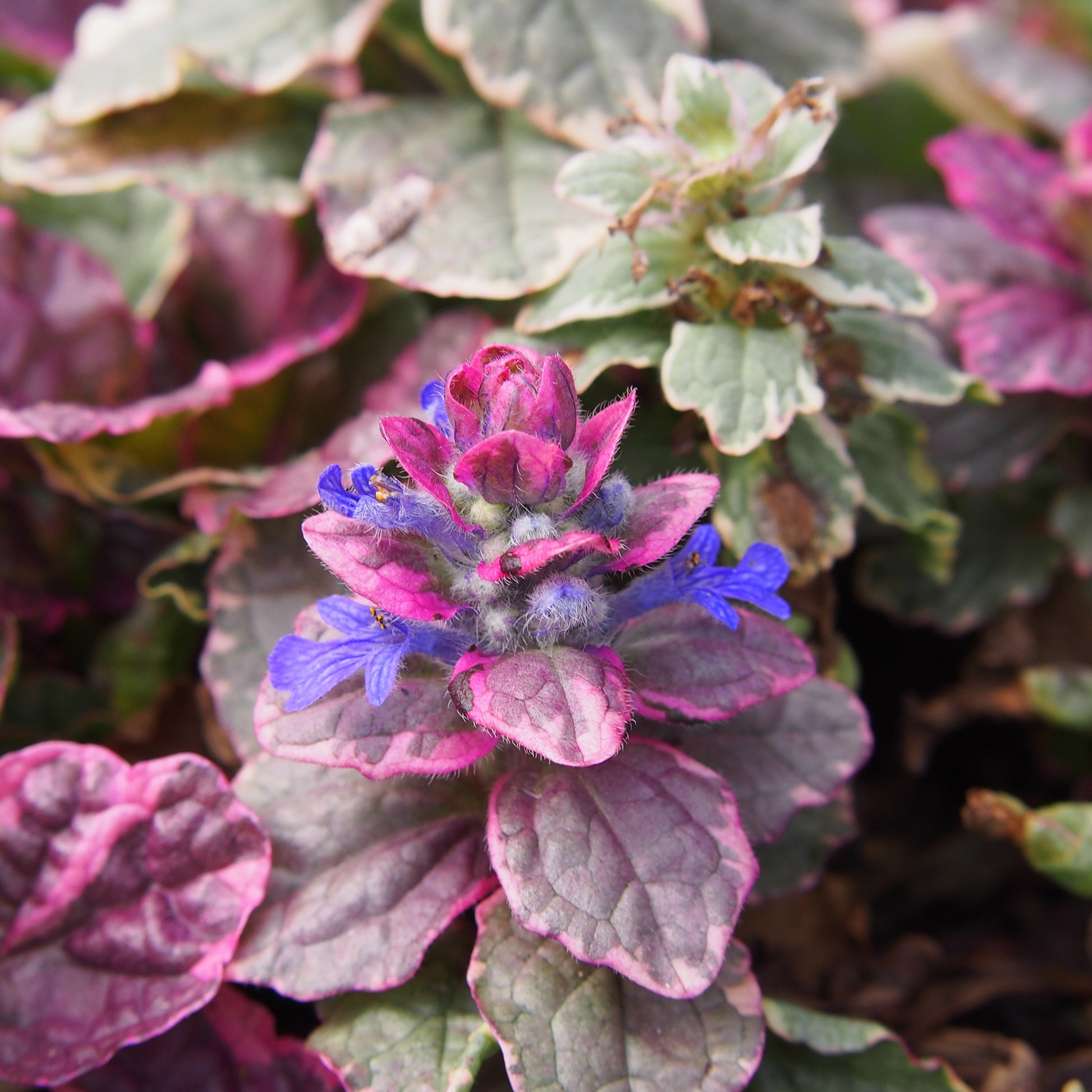 Mehrfarbiger Günsel Burgundy Glow - Ajuga reptans Burgundy Glow - Bakker