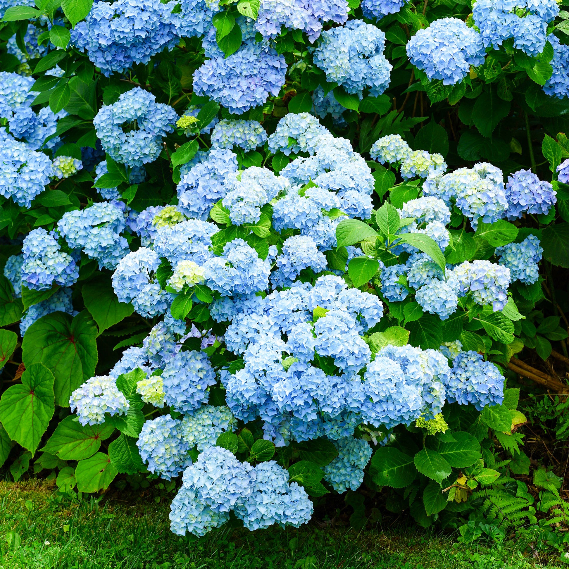 Verkauf Hortensie blau