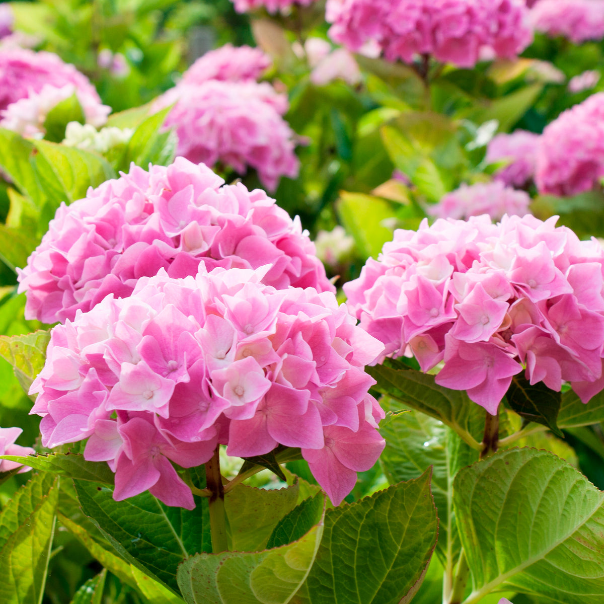 Hortensie rosa