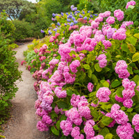 Hortensie rosa - Bakker