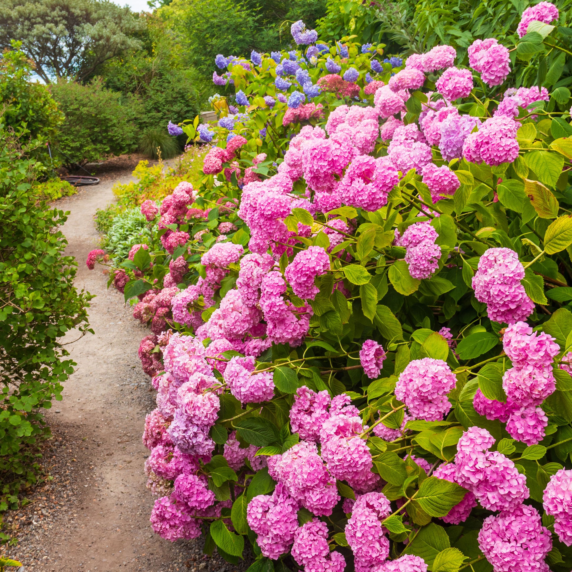 Hortensie rosa - Bakker