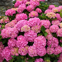 Verkauf Hortensie rosa - Hydrangea macrophylla