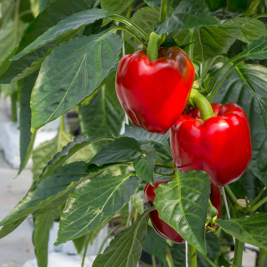 Paprika 'Jubilandska' Bio - Bakker