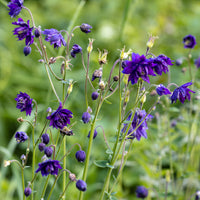 Garten-Akelei 'Blue Barlow' - Aquilegia vulgaris Blue Barlow - Bakker