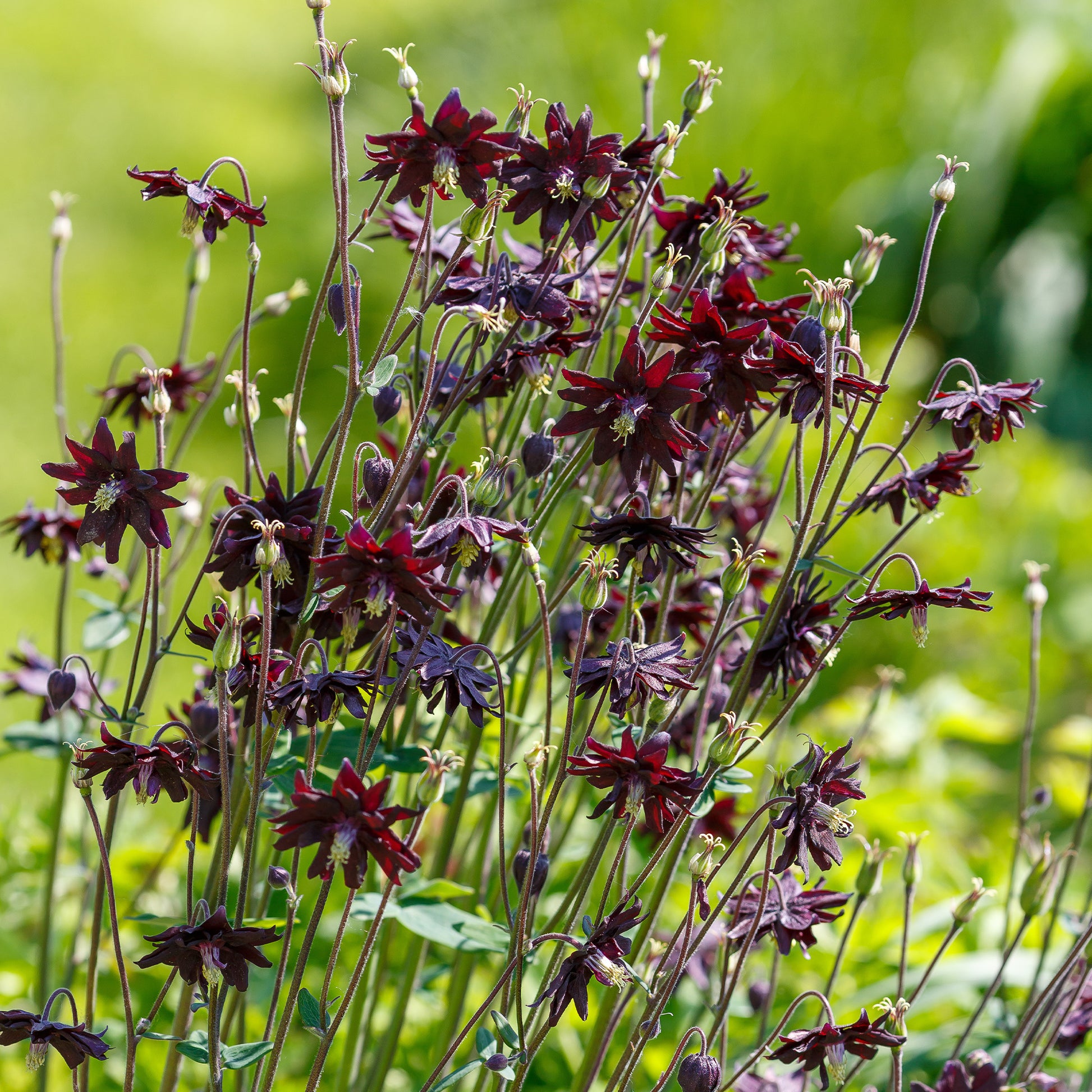 Verkauf Garten-Akelei 'Black Barlow' - Aquilegia vulgaris Black Barlow