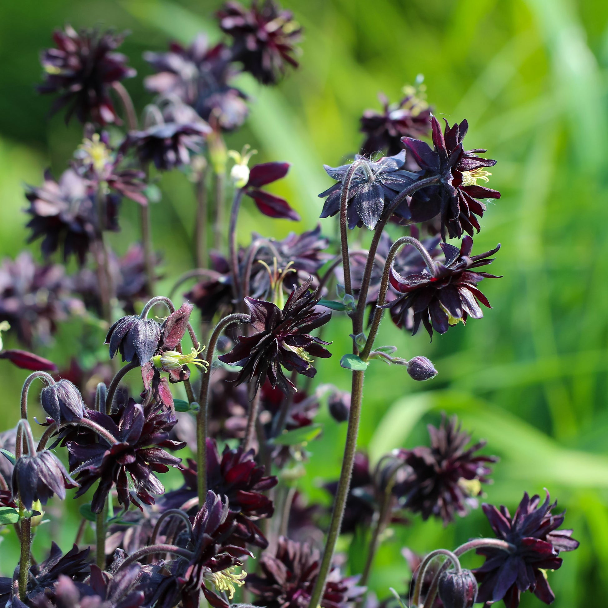 Akelei - Garten-Akelei 'Black Barlow' - Aquilegia vulgaris Black Barlow