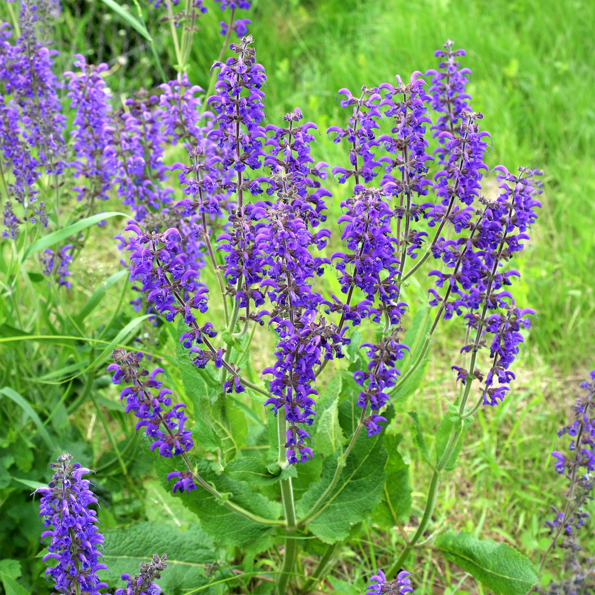 Wiesensalbei - Salvia pratensis - Bakker