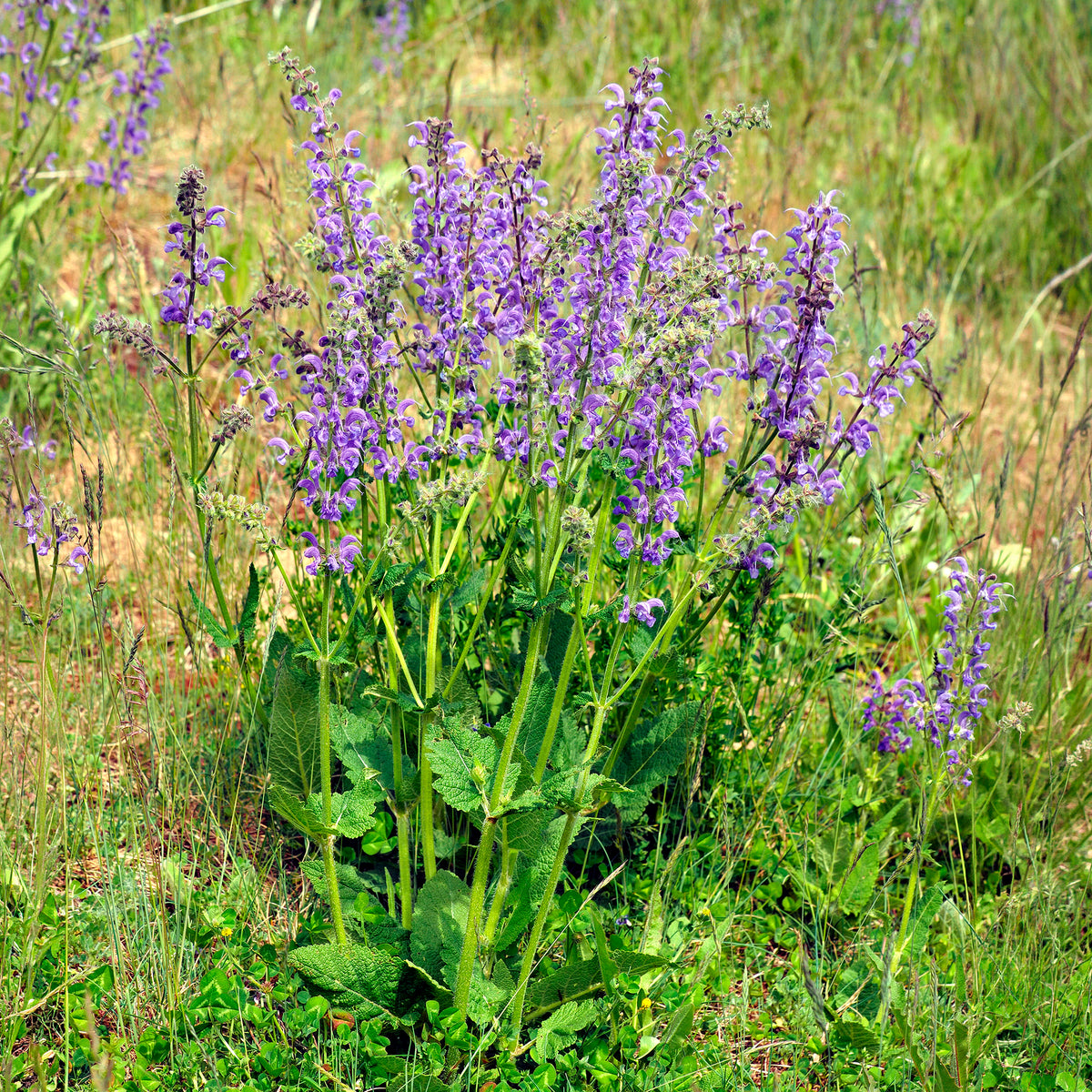 Verkauf Wiesensalbei - Salvia pratensis