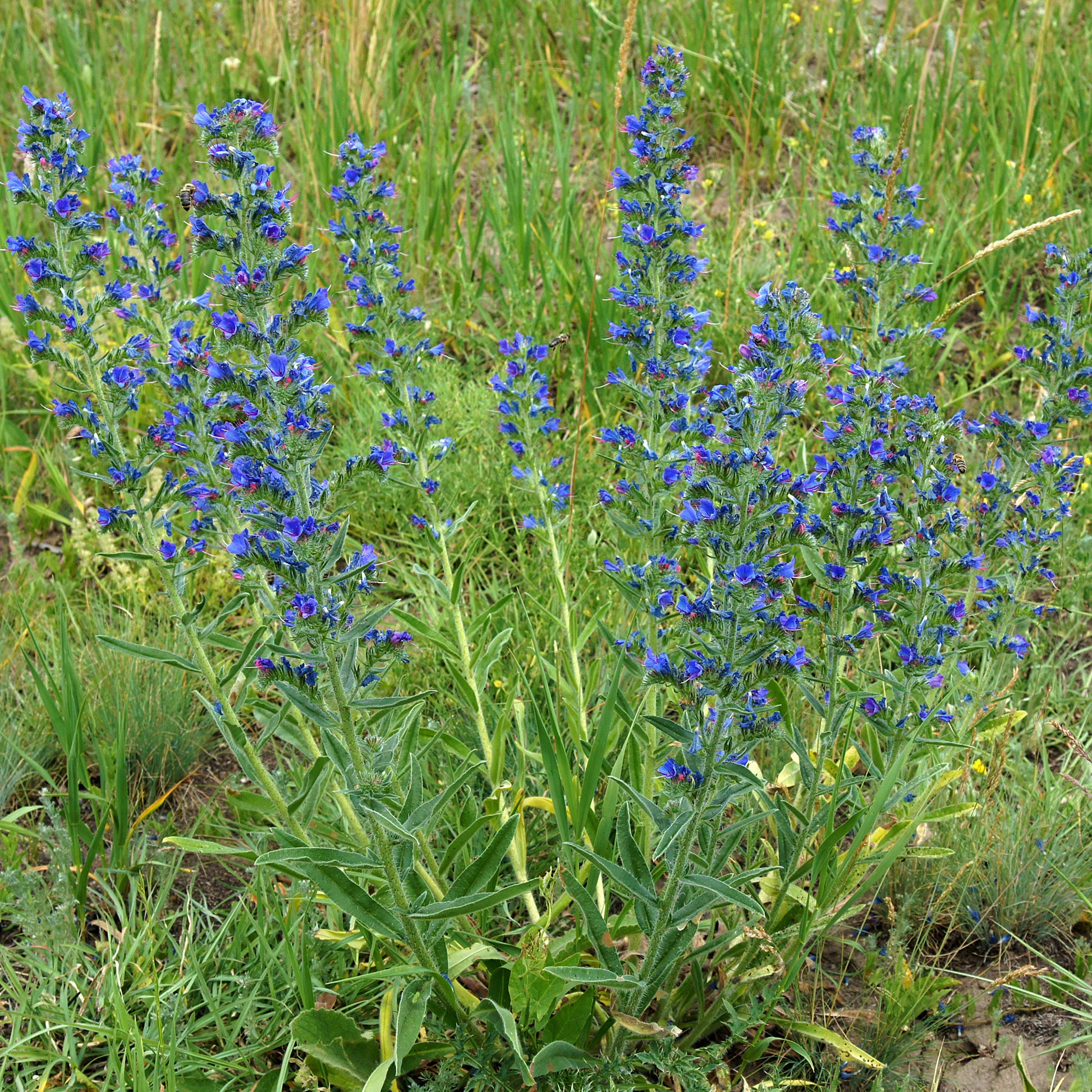 Verkauf Gewöhnlicher Natternkopf - Echium vulgare