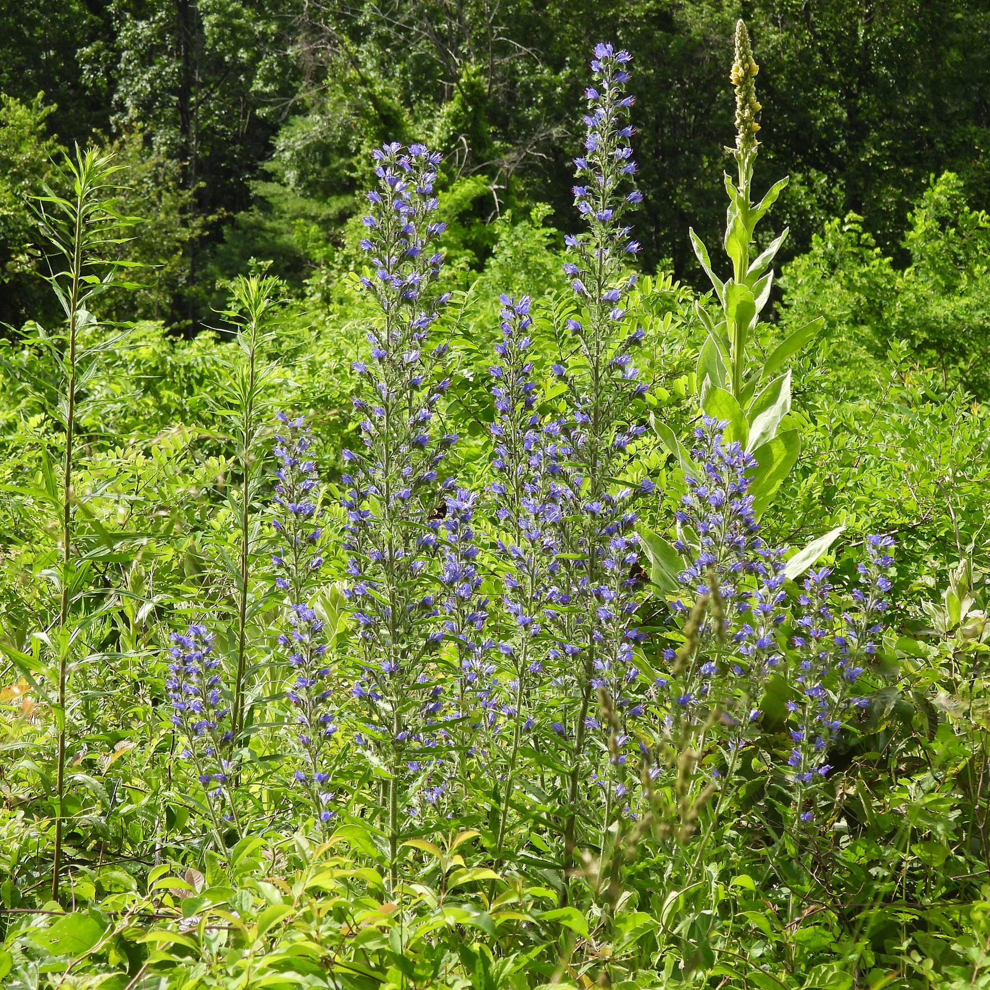 Echium vulgare - Gewöhnlicher Natternkopf - Stauden