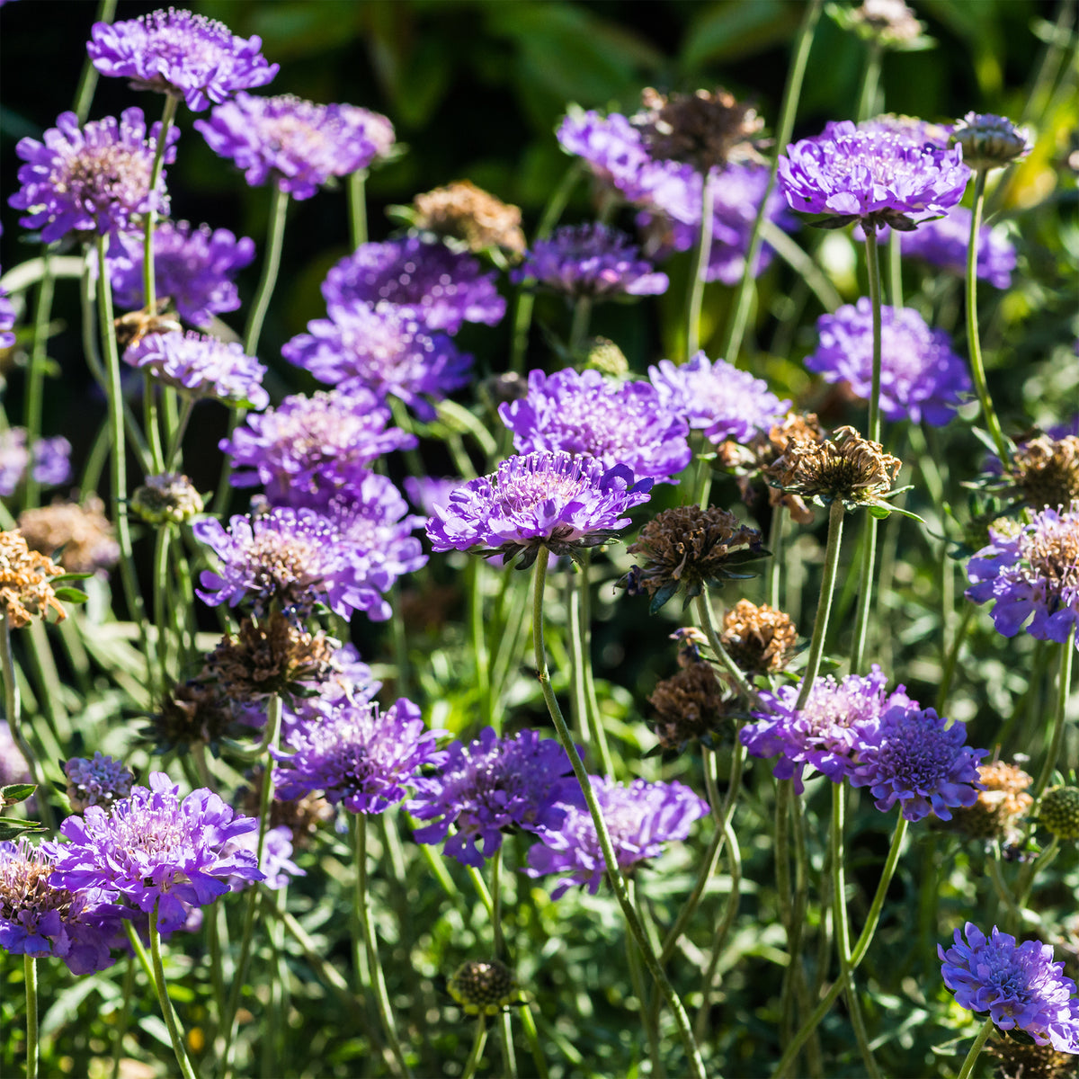 Scabiosa columbaria - Tauben-Skabiose - Scabiosen