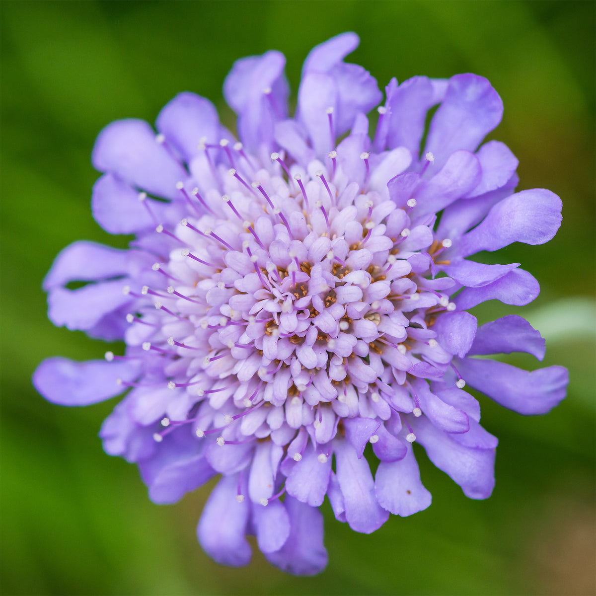 Scabiosen - Tauben-Skabiose - Scabiosa columbaria