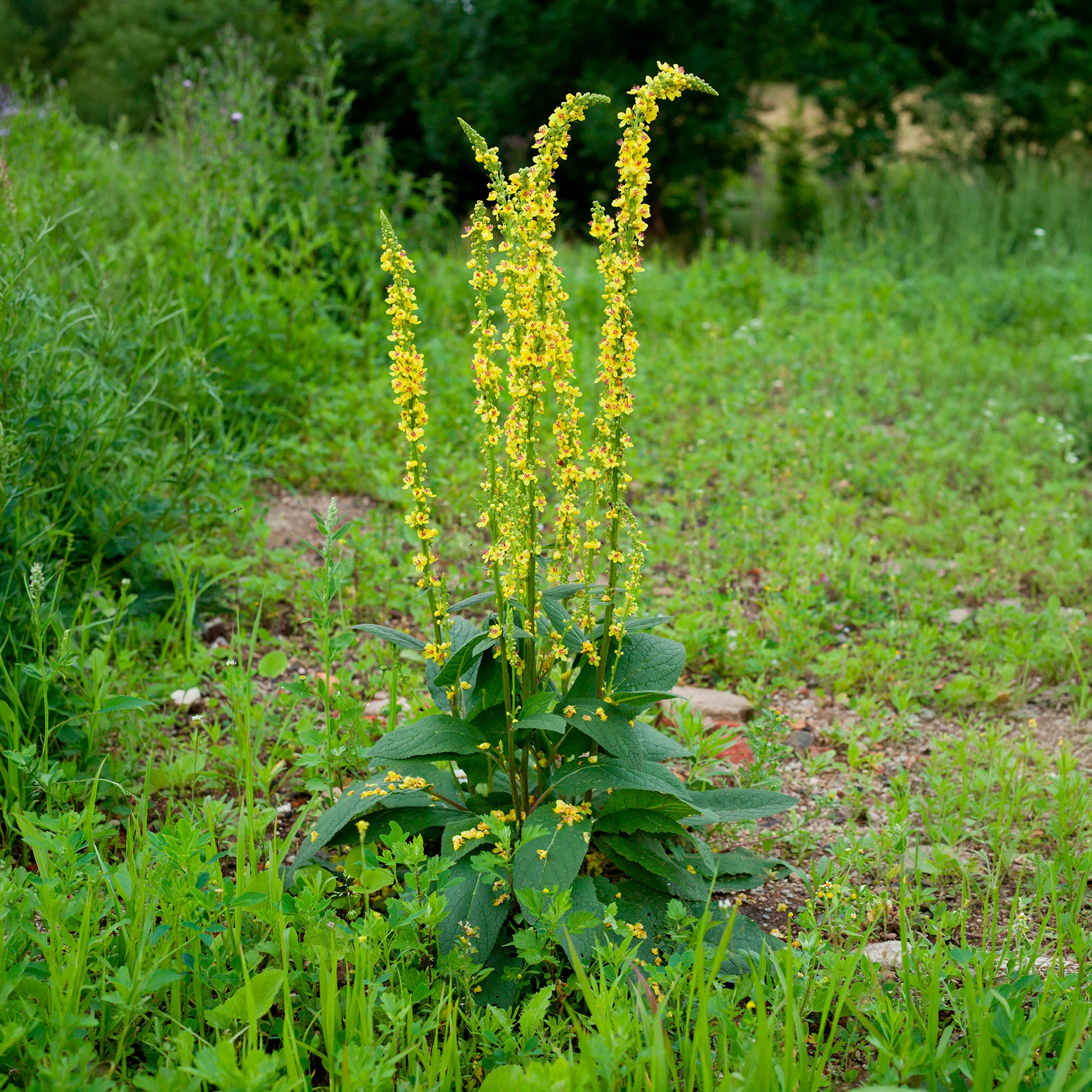 Stauden - Schwarze Königskerze - Verbascum nigrum