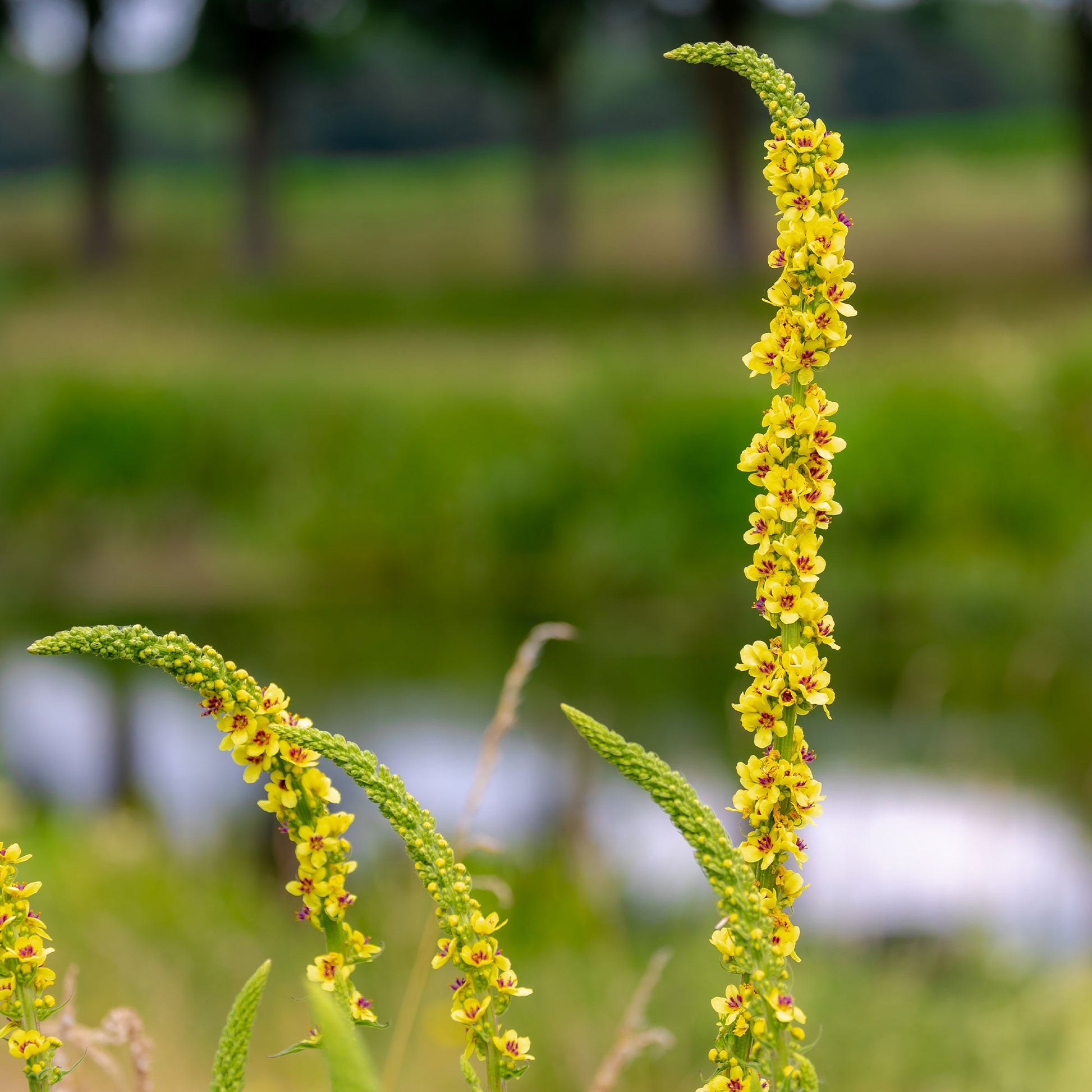 Schwarze Königskerze - Verbascum nigrum - Bakker