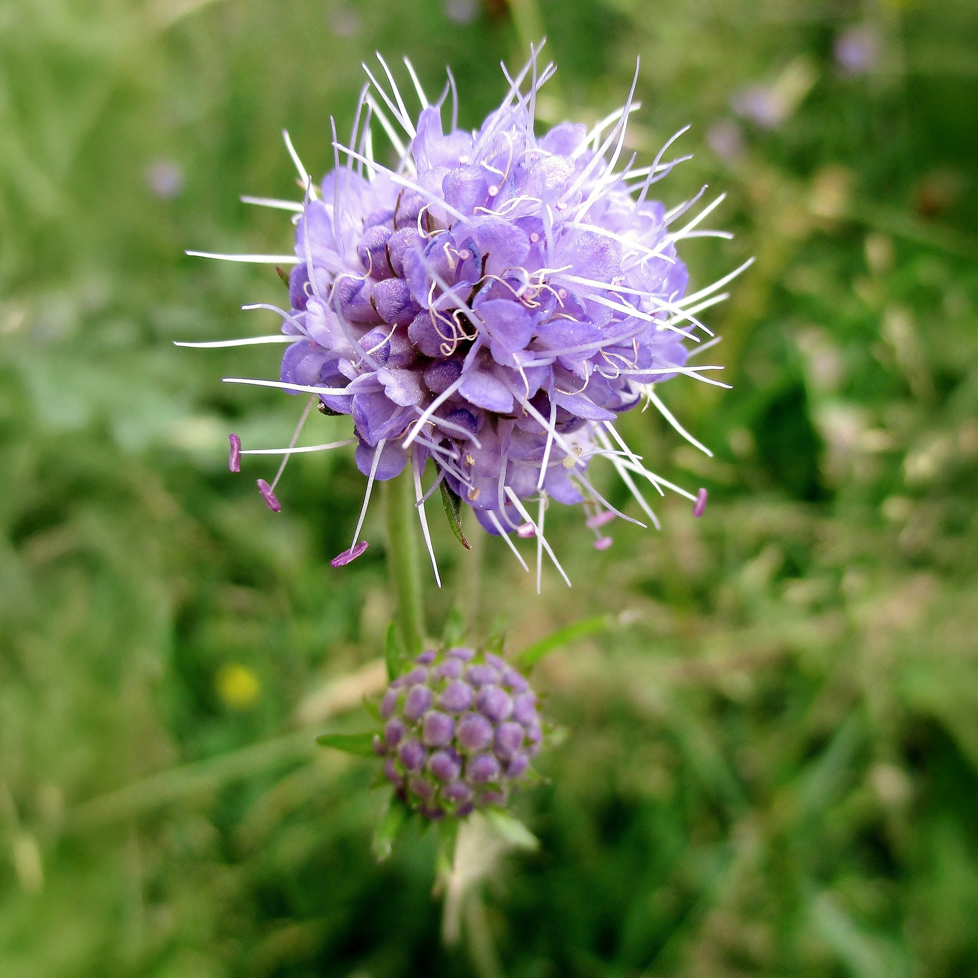 Wildpflanzen für den Garten - Teufelsabbiss - Succisa pratensis