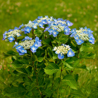Hydrangea macrophylla teller blue - Tellerhortensie blau - Großblättrige Hortensie