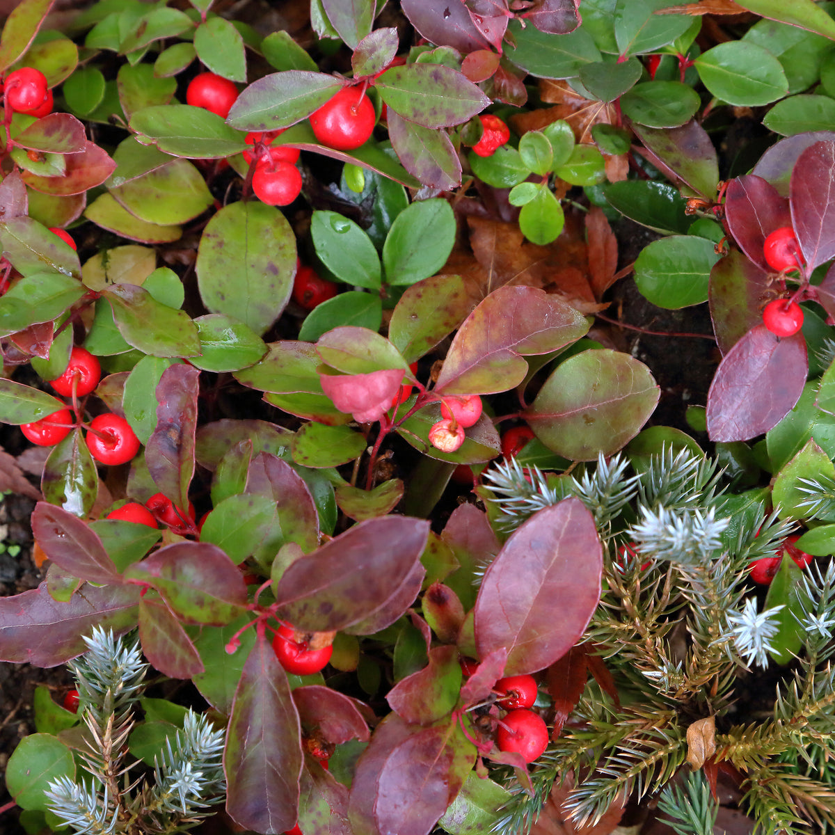 Gaultheria procumbens 'Big Berry' - Bakker