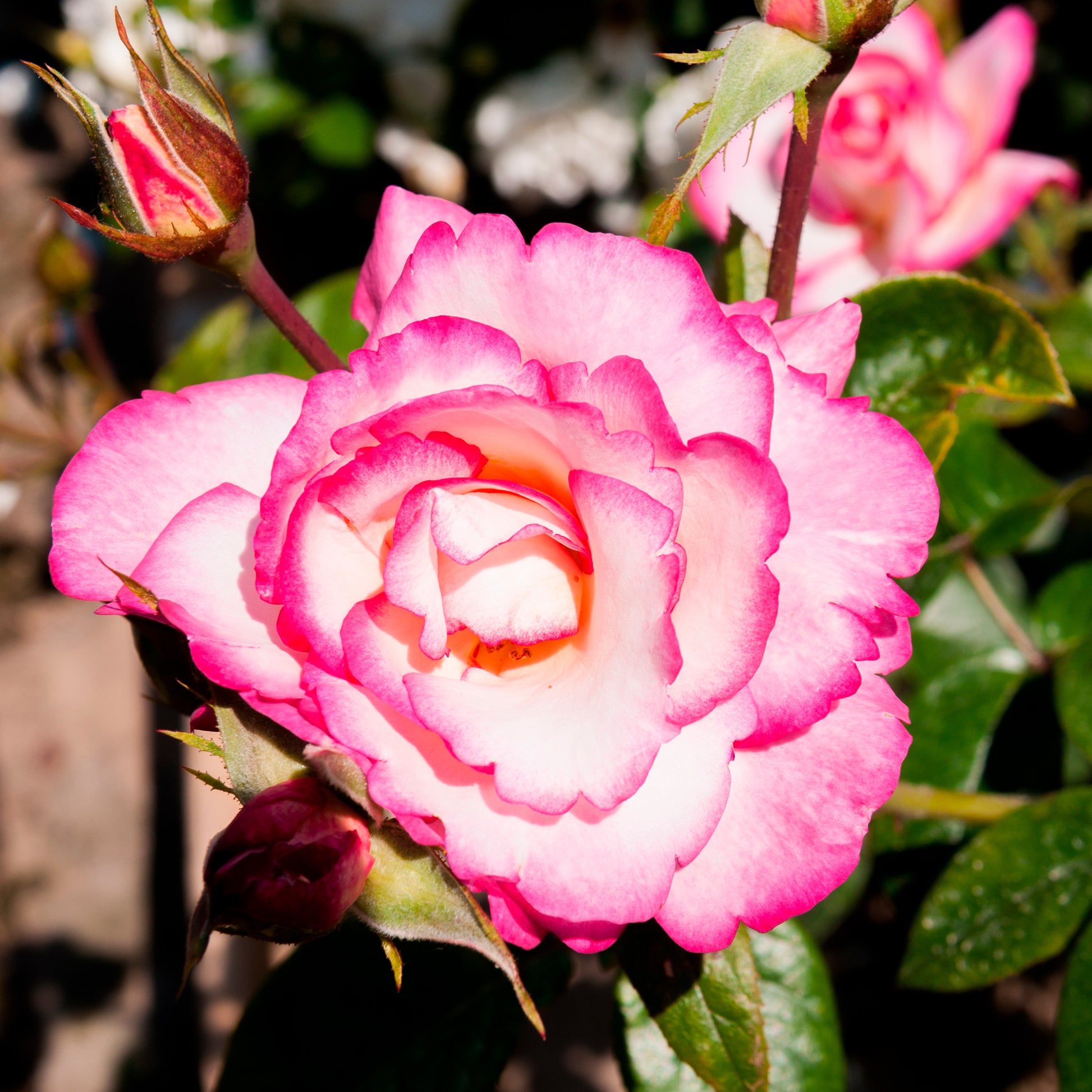 Kletterrosen - Kletterrose 'Haendel' - Rosa Haendel