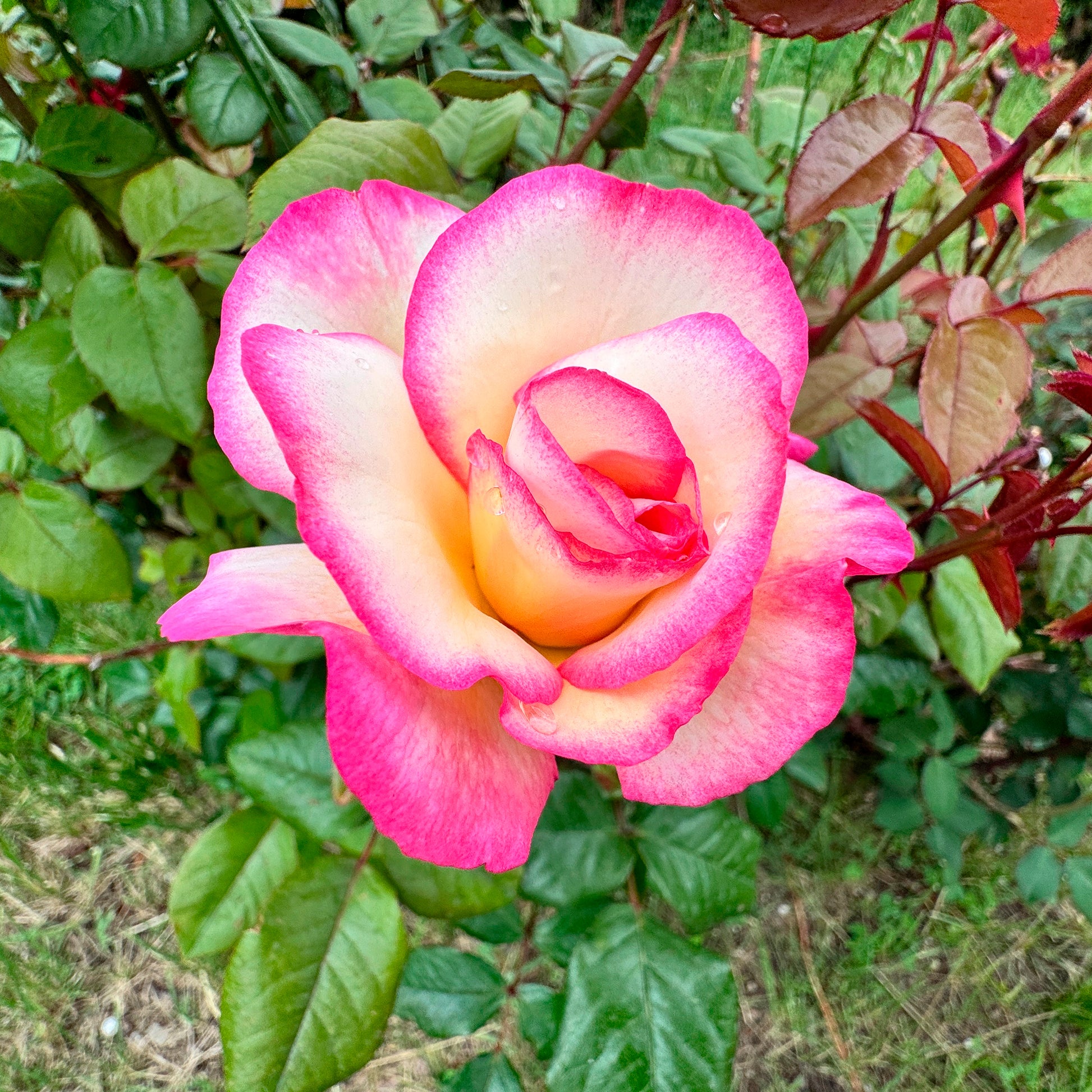 Kletterrose 'Haendel' - Bakker