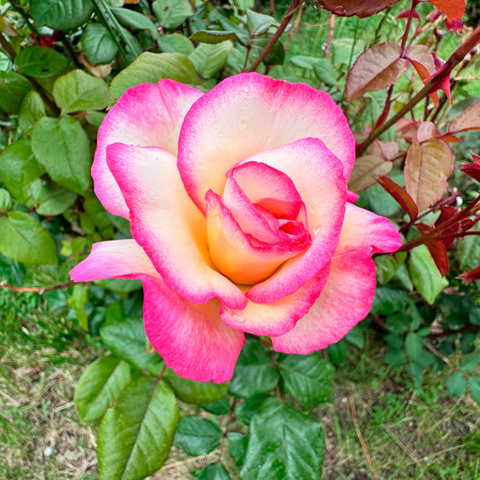 Kletterrose 'Haendel' - Bakker