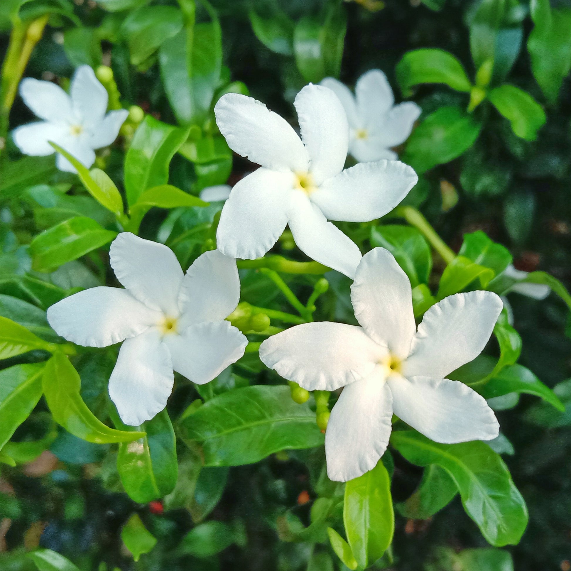 Jasminum polyanthum - Jasmin - Jasminum - Jasmin