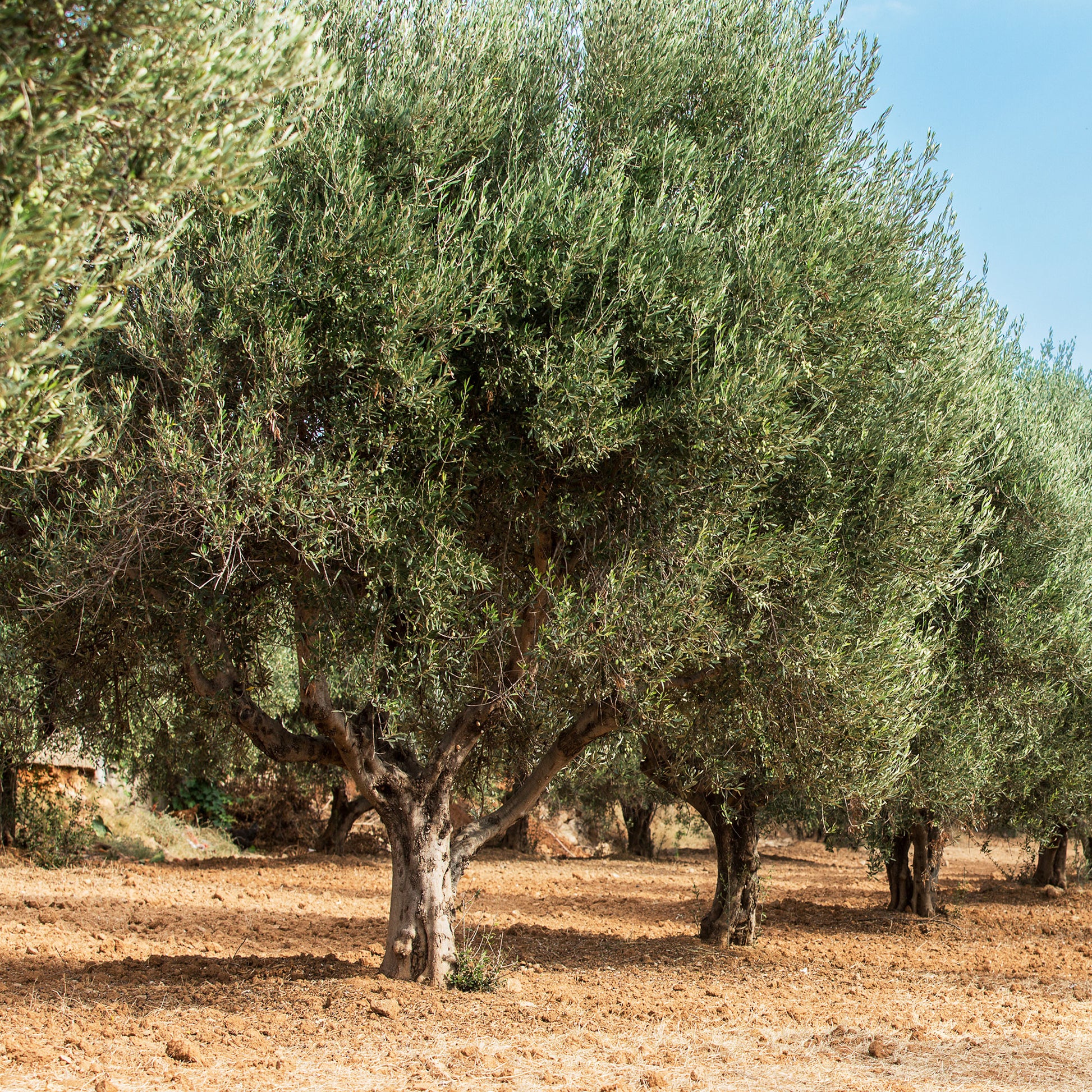 Olea europaea - Olivenbaum - Olivenbäume