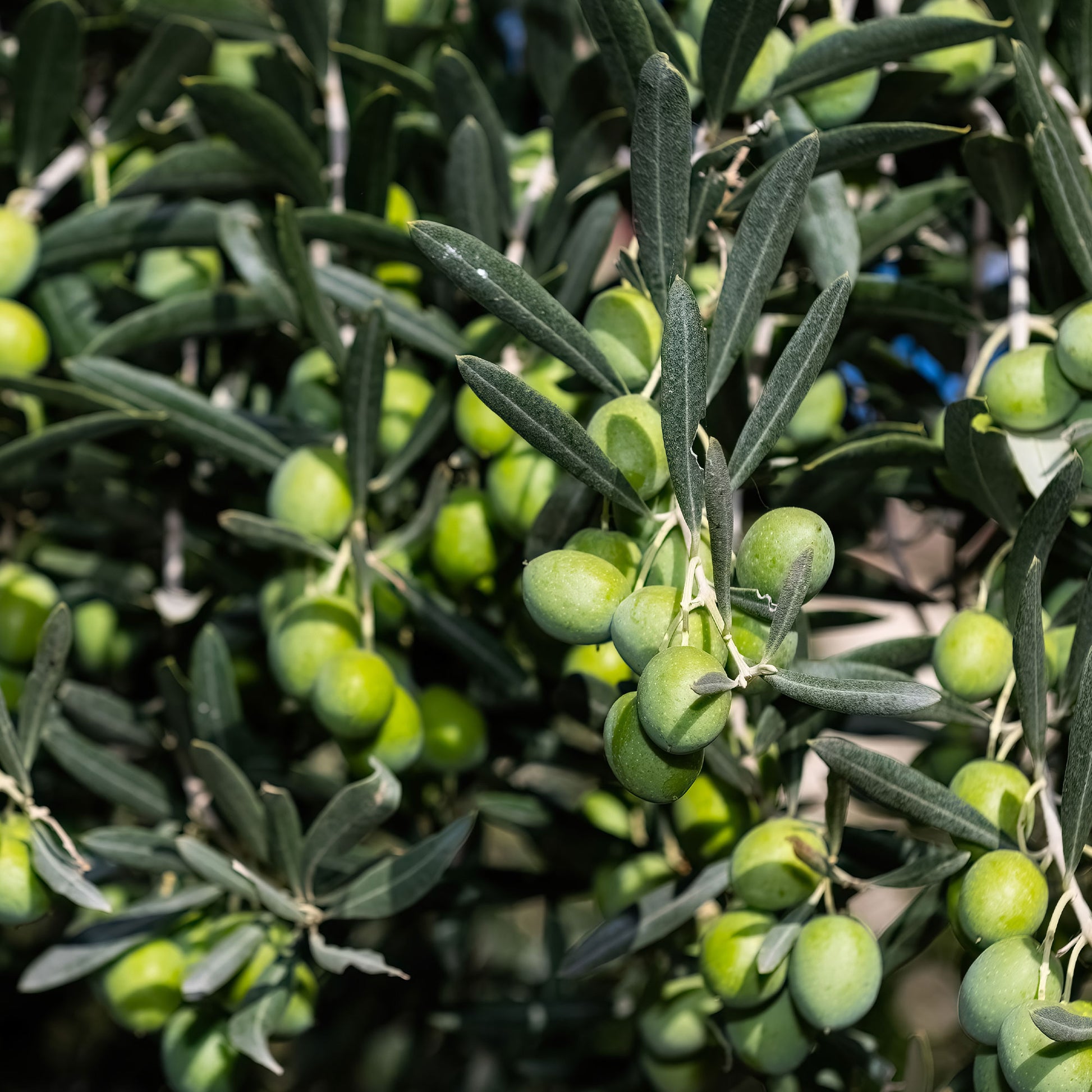 Verkauf Olivenbaum - Olea europaea