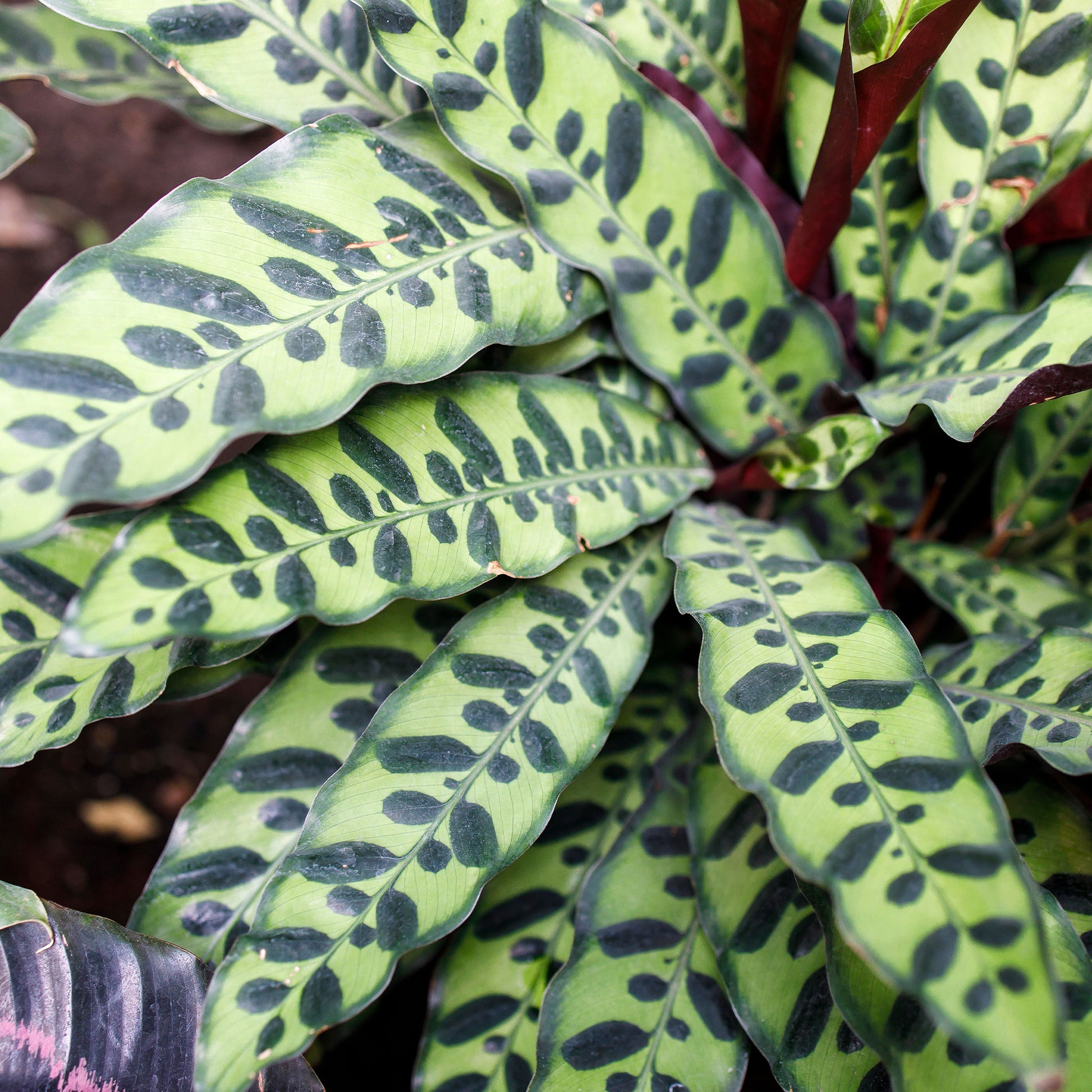 Korbmarante 'Insigne' - Calathea insignis - Bakker
