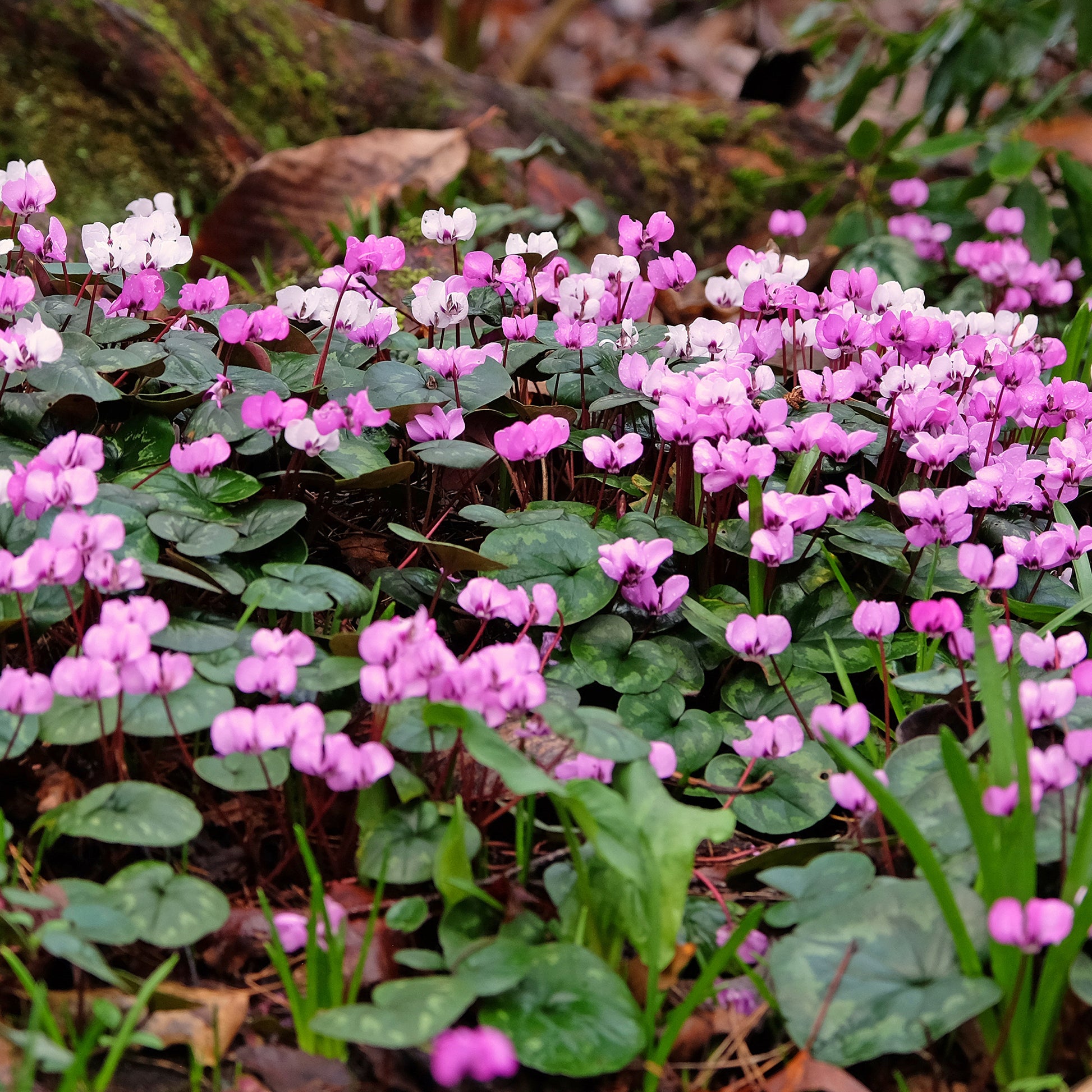 Alpenveilchen 'Coum' (x3) - Cyclamen coum - Bakker