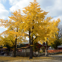 Japanischer Nussbaum - Ginkgo - Blühende Sträucher - Bakker