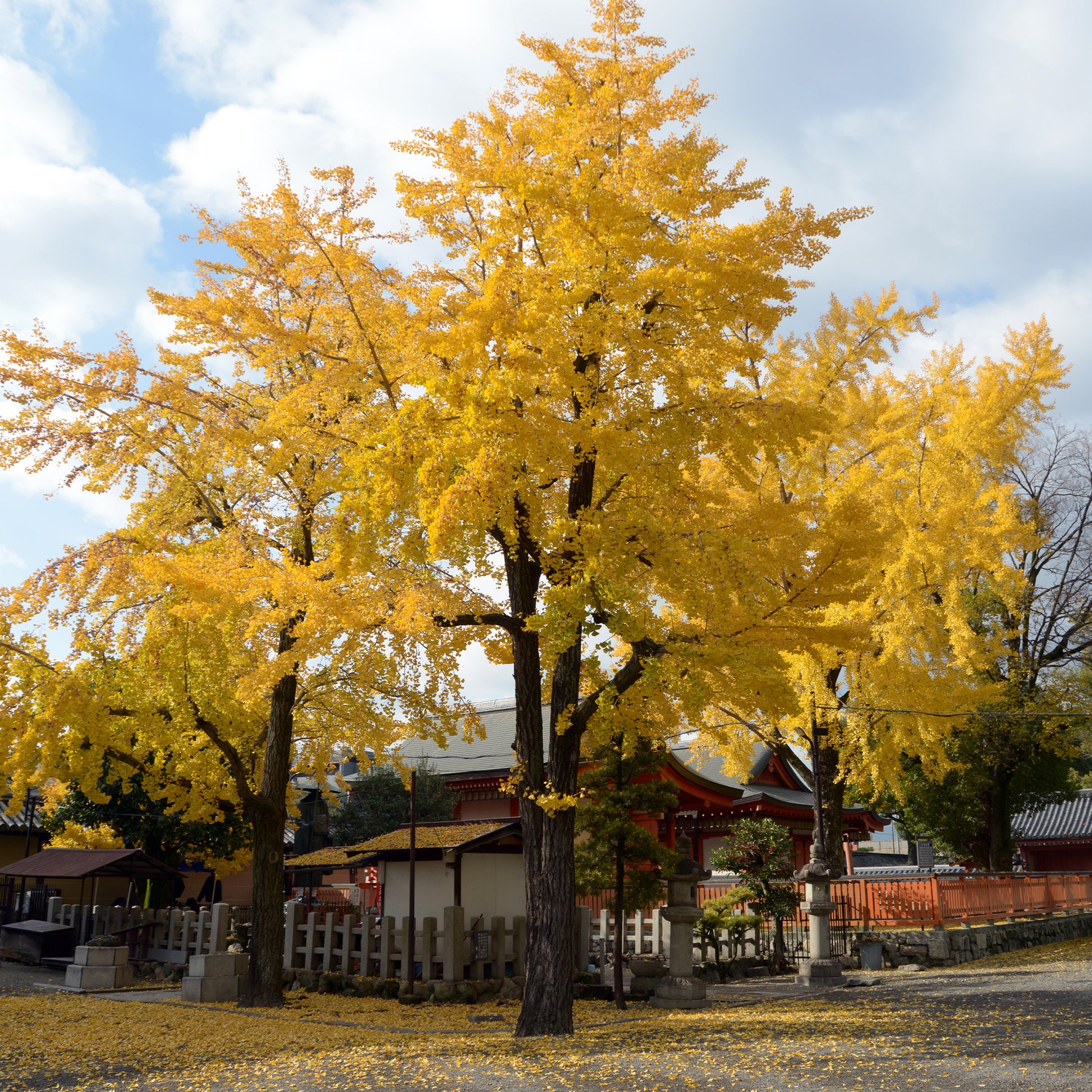 Japanischer Nussbaum - Ginkgo - Blühende Sträucher - Bakker