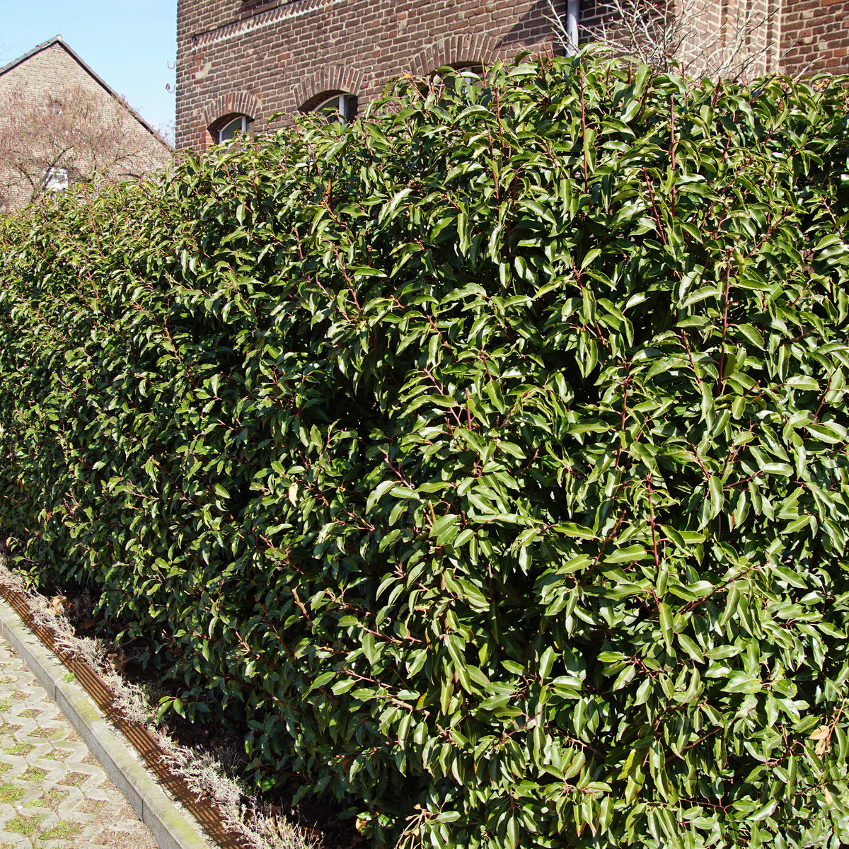 Portugiesischer Lorbeer (x3) - Prunus lusitanica angustifolia - Bakker