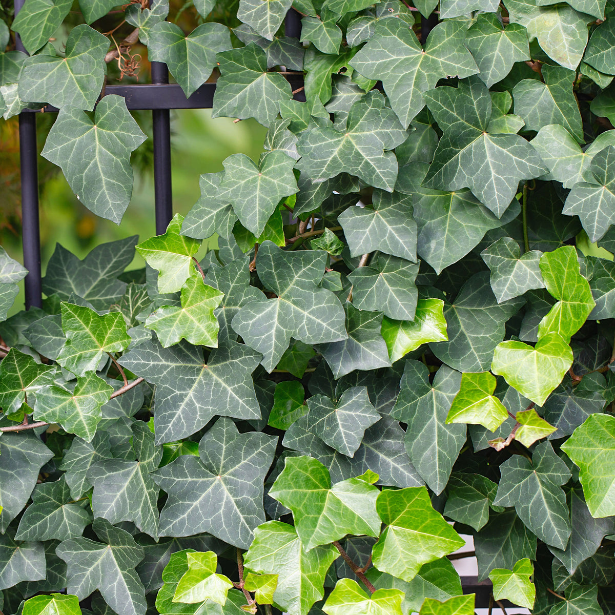Efeu - Hedera helix - Bakker