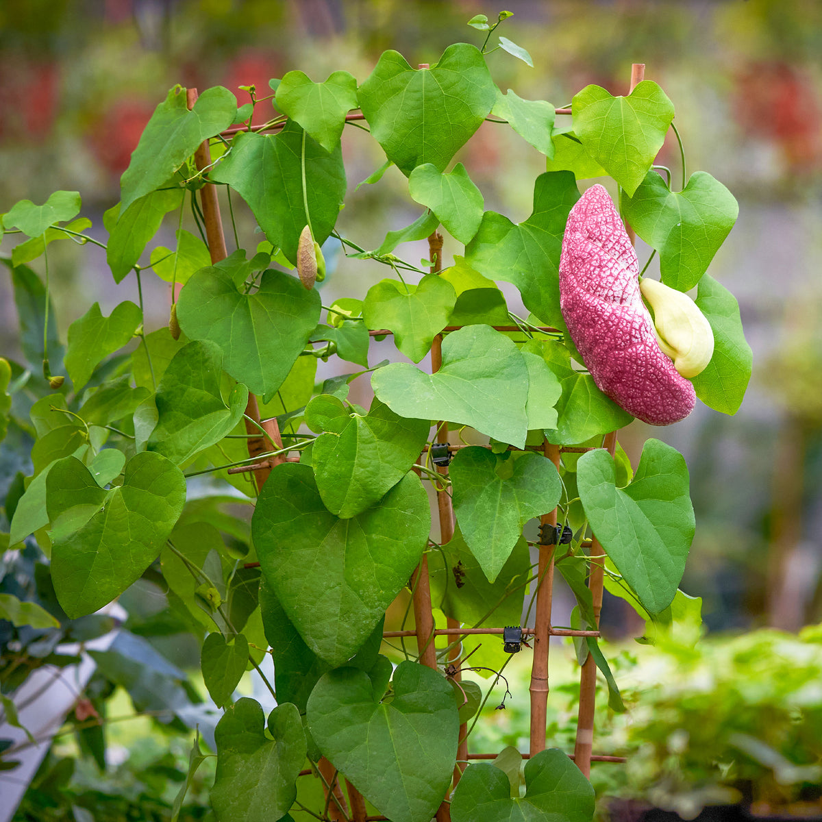 Kletterpflanzen - Pfeifenblume - Aristolochia macrophylla