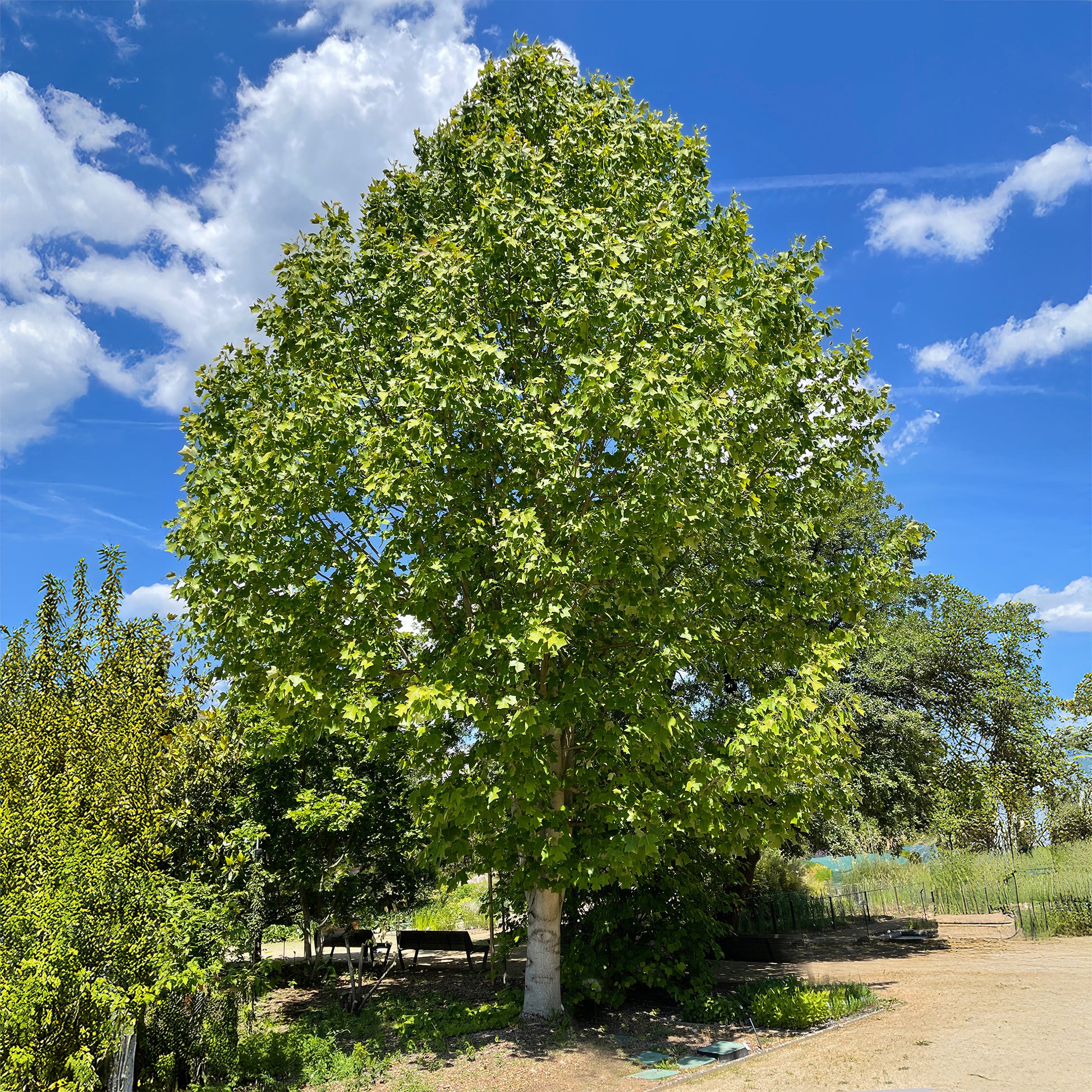 Tulpenbaum - Liriodendron tulipifera danny - Bakker