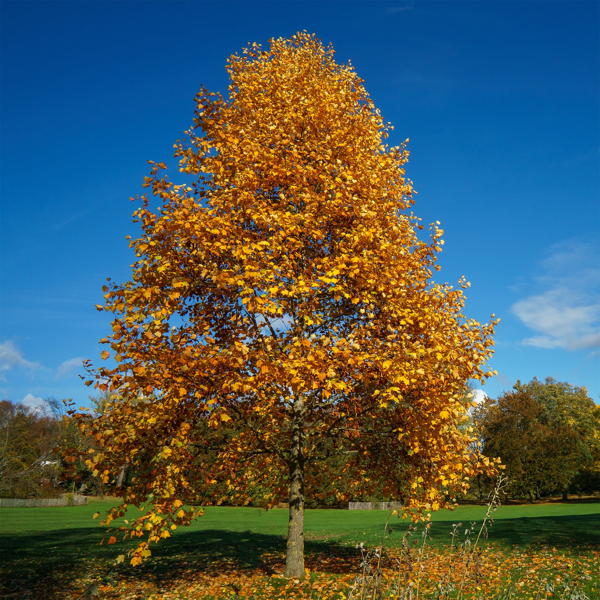 Tulpenbaum - Blühende Bäume - Bakker