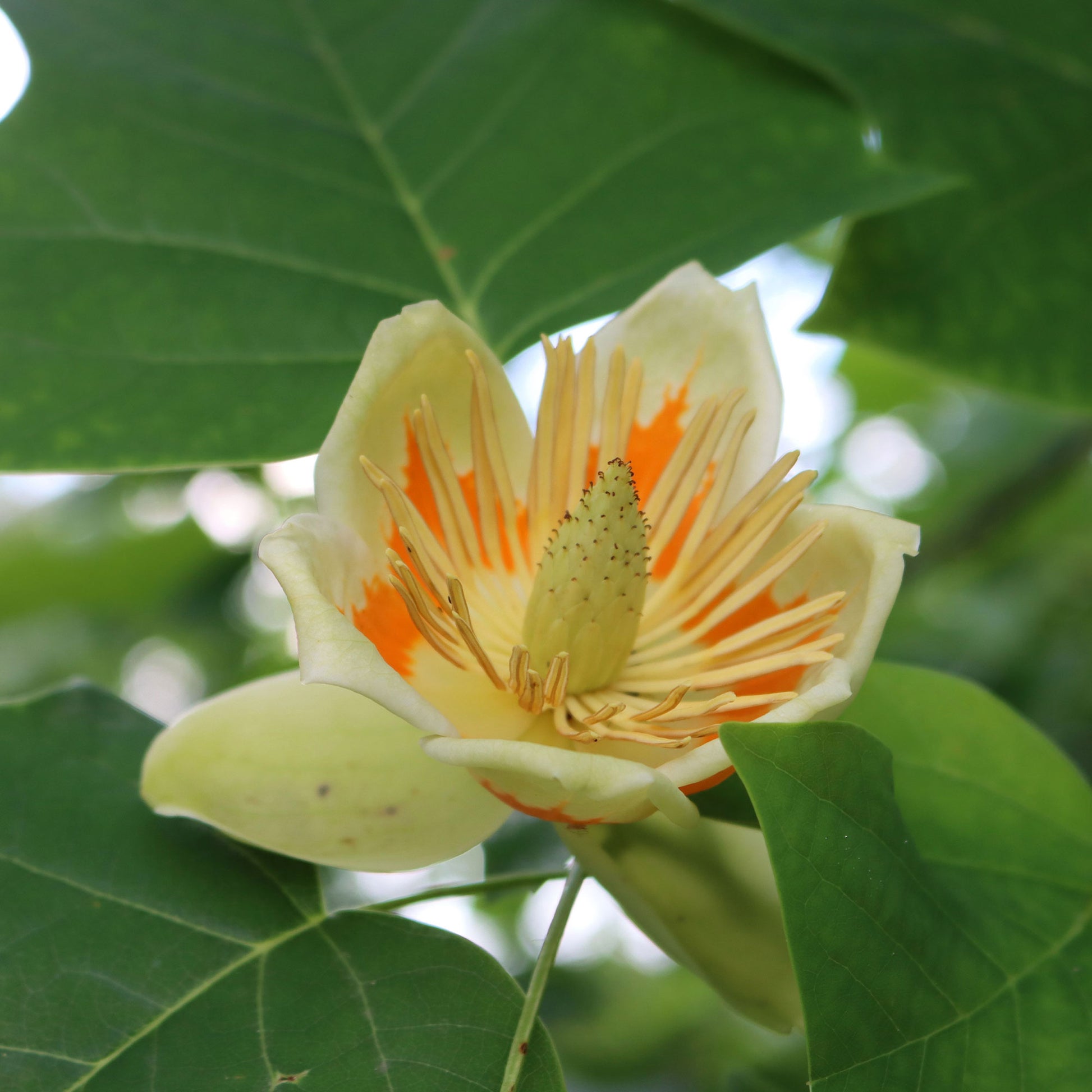 Liriodendron tulipifera danny - Tulpenbaum - Blühende Bäume