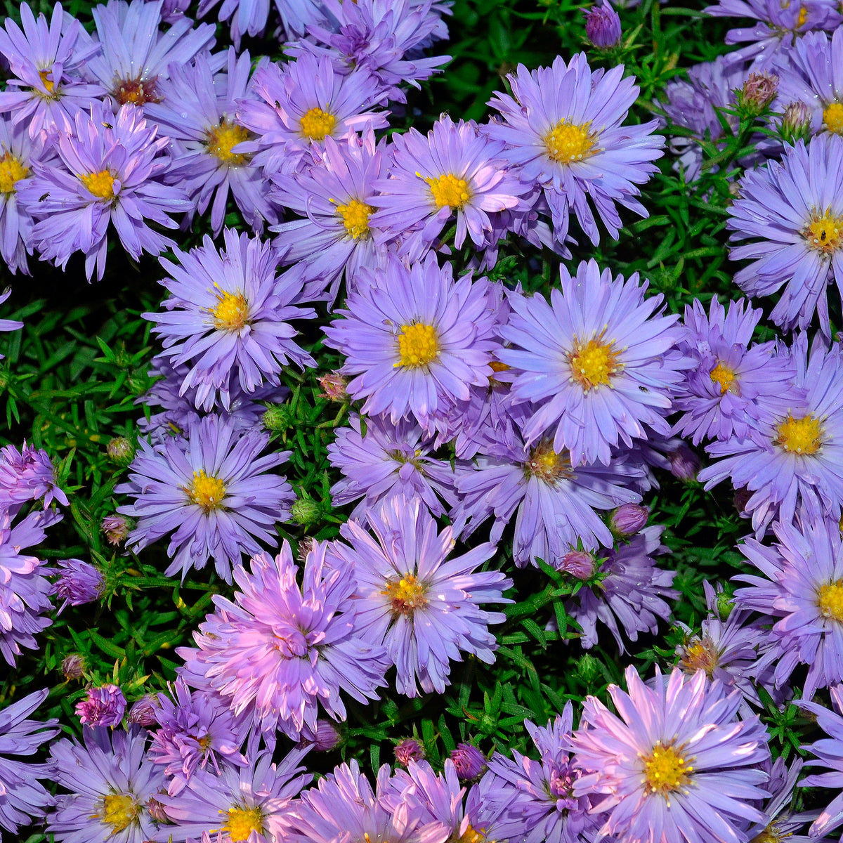 Kissenaster ‘Lady in Blue’