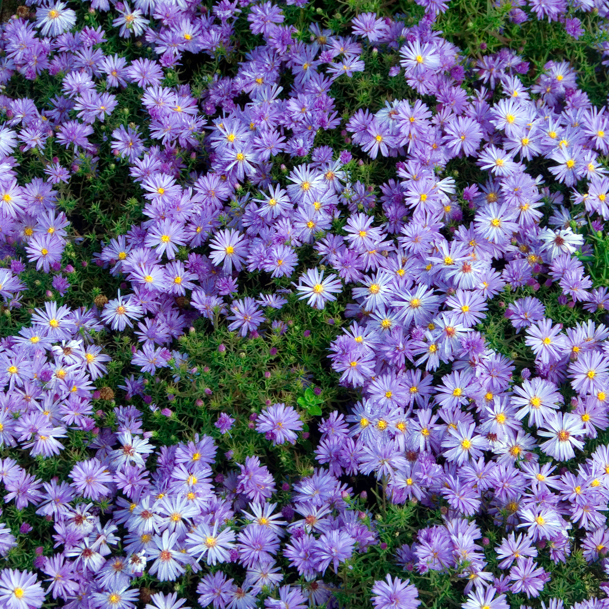 Kissenaster ‘Lady in Blue’