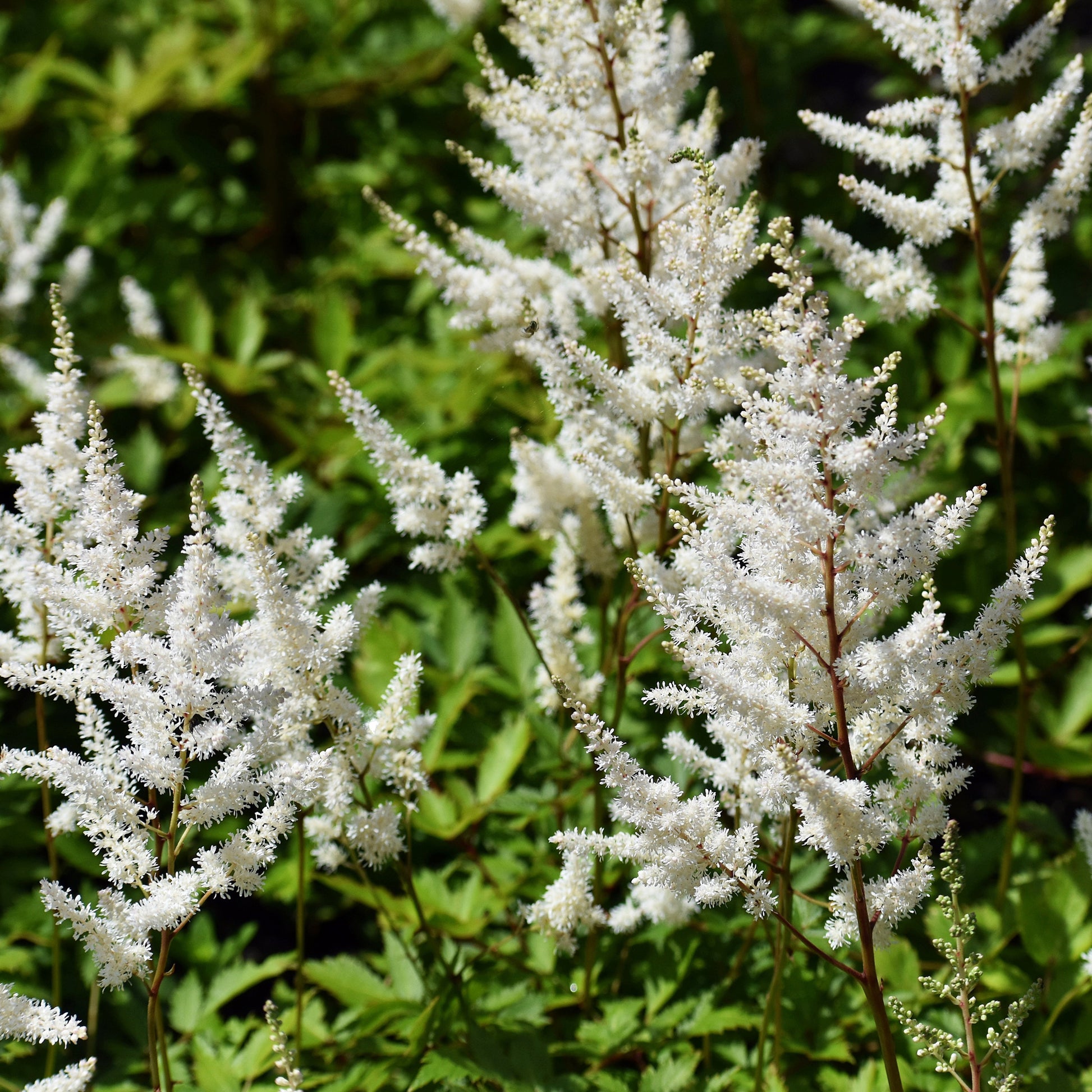 Astilbe - Prachtspiere - Prachtspiere ‘Brautschleier’ - Astilbe x arendsii Brautschleier