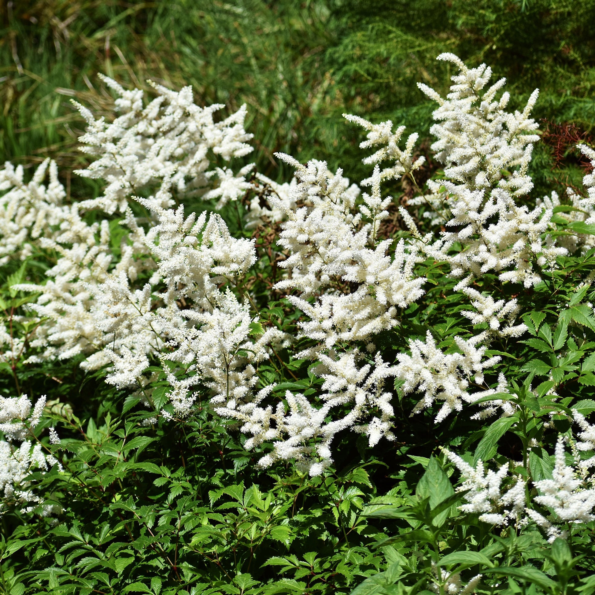 Verkauf Prachtspiere ‘Brautschleier’